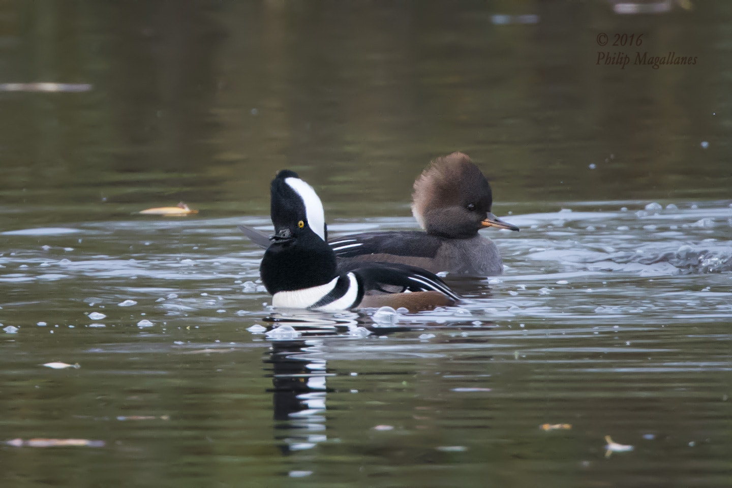 Nikon Nikkor AF-S 300mm F4E PF ED VR sample photo. Hooded mergansers smile photography