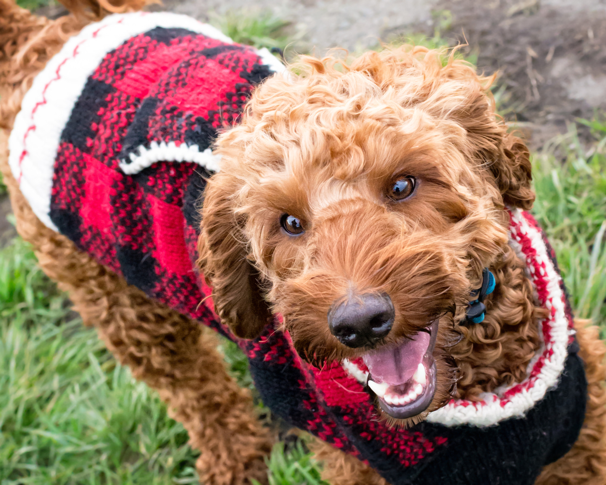Nikon D610 + Nikon AF-S Nikkor 35mm F1.8G ED sample photo. Pacsha - australian labradoodle photography