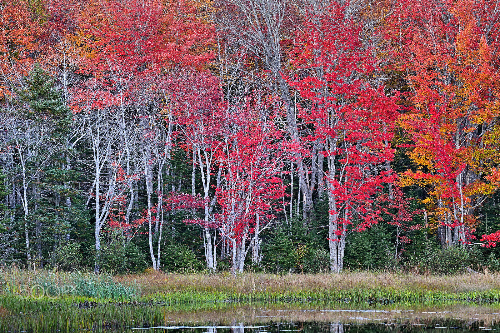 Canon EOS 6D sample photo. Flaming foliage on hidden lake photography