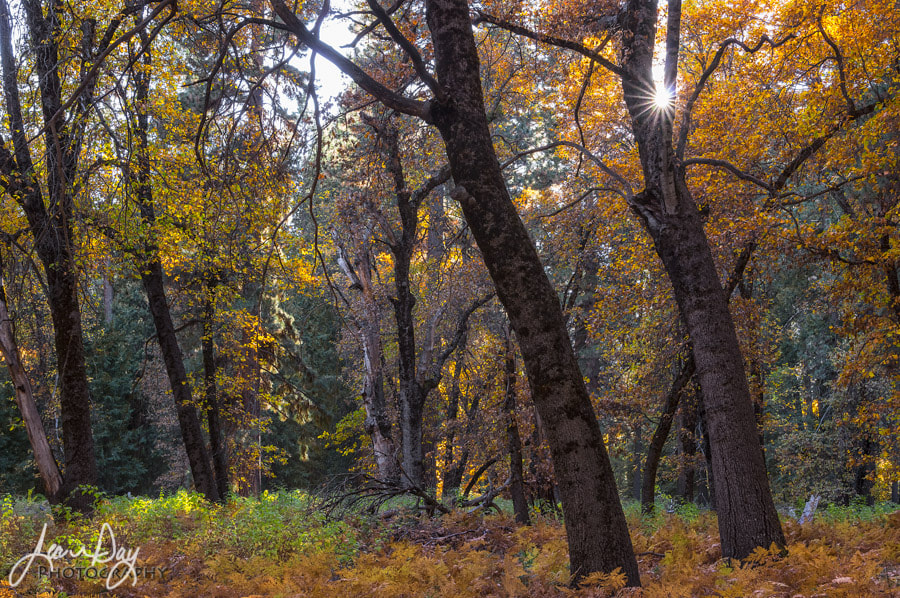 Pentax smc DA* 16-50mm F2.8 ED AL (IF) SDM sample photo. Yosemite autumn photography