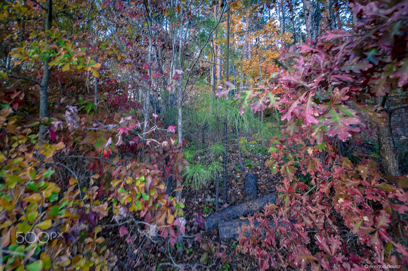 Nikon D3200 sample photo. Autumn in north carolina photography