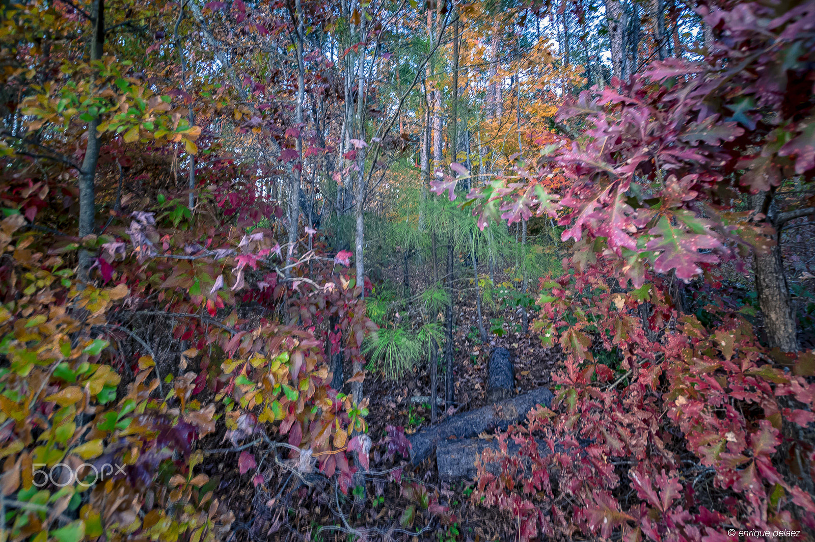 Sigma 10-20mm F3.5 EX DC HSM sample photo. Autumn in north carolina photography
