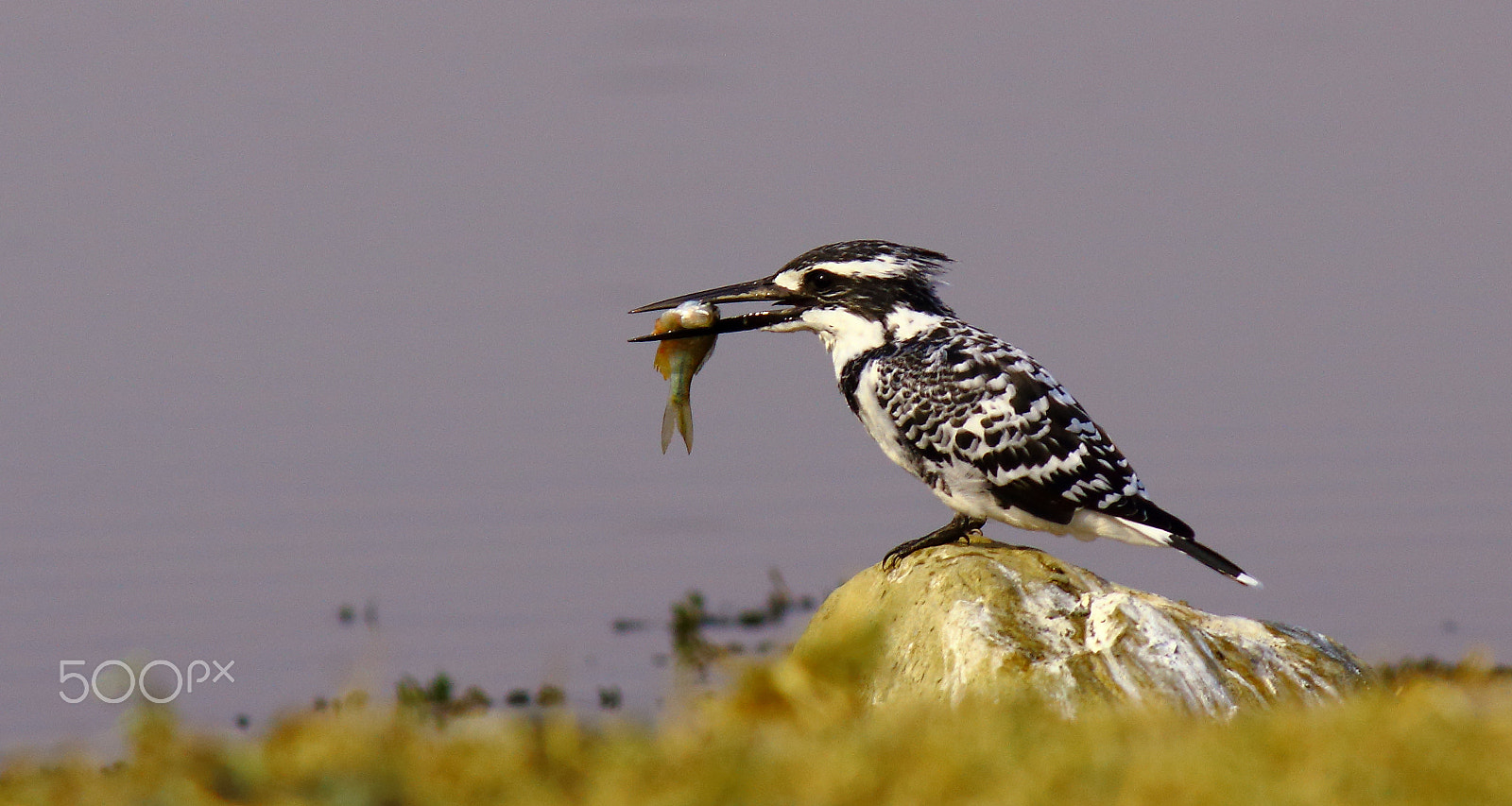 Canon EF-S 55-250mm F4-5.6 IS sample photo. Pied kingfisher photography