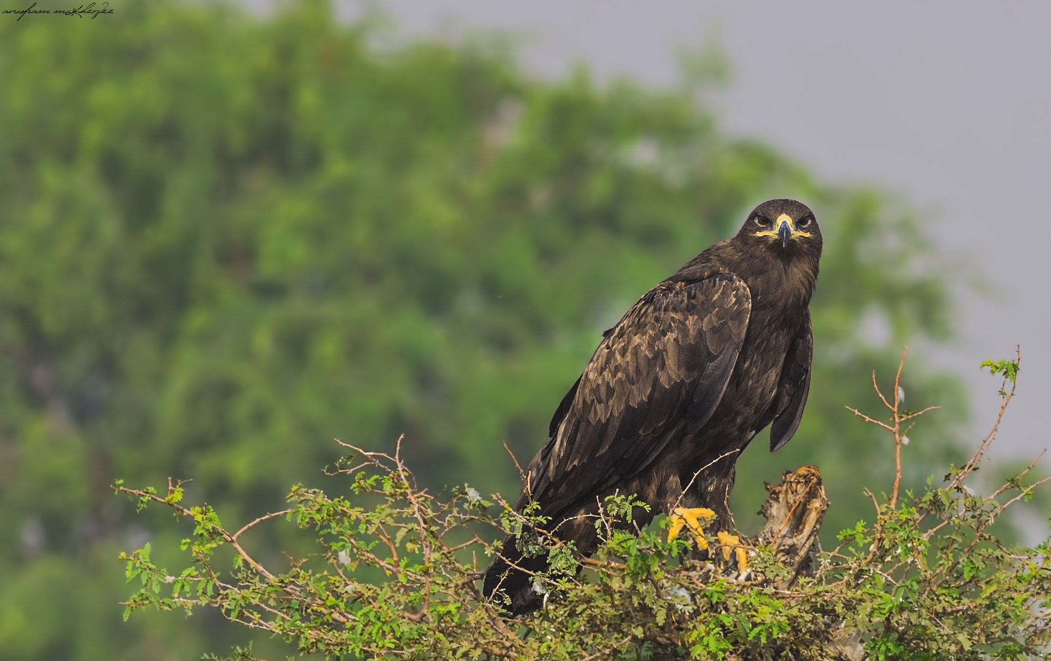Canon EOS 60D + Canon EF 400mm F5.6L USM sample photo. Steppe eagle photography
