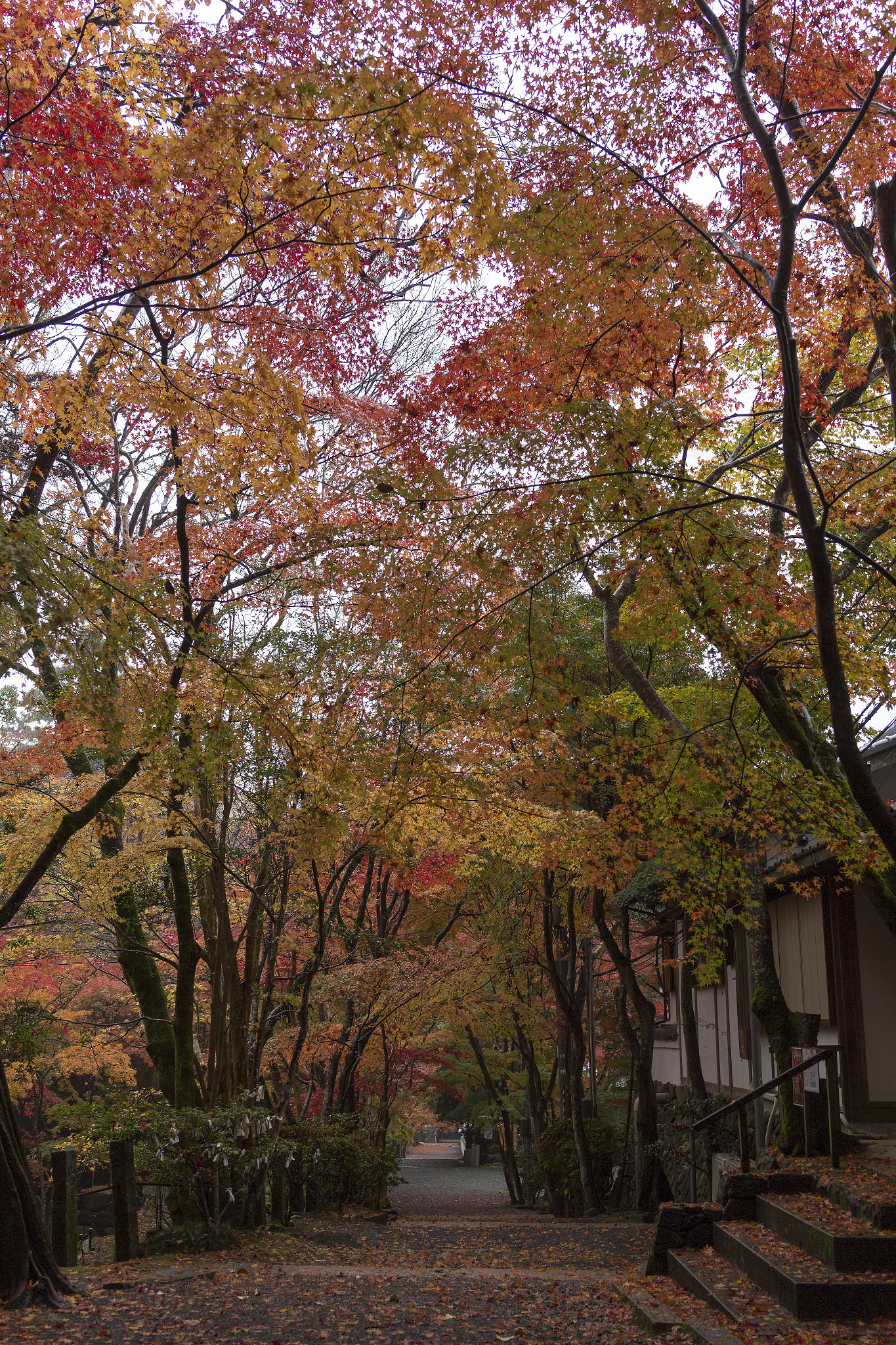 Tamron SP 35mm F1.8 Di VC USD sample photo. Momiji photography