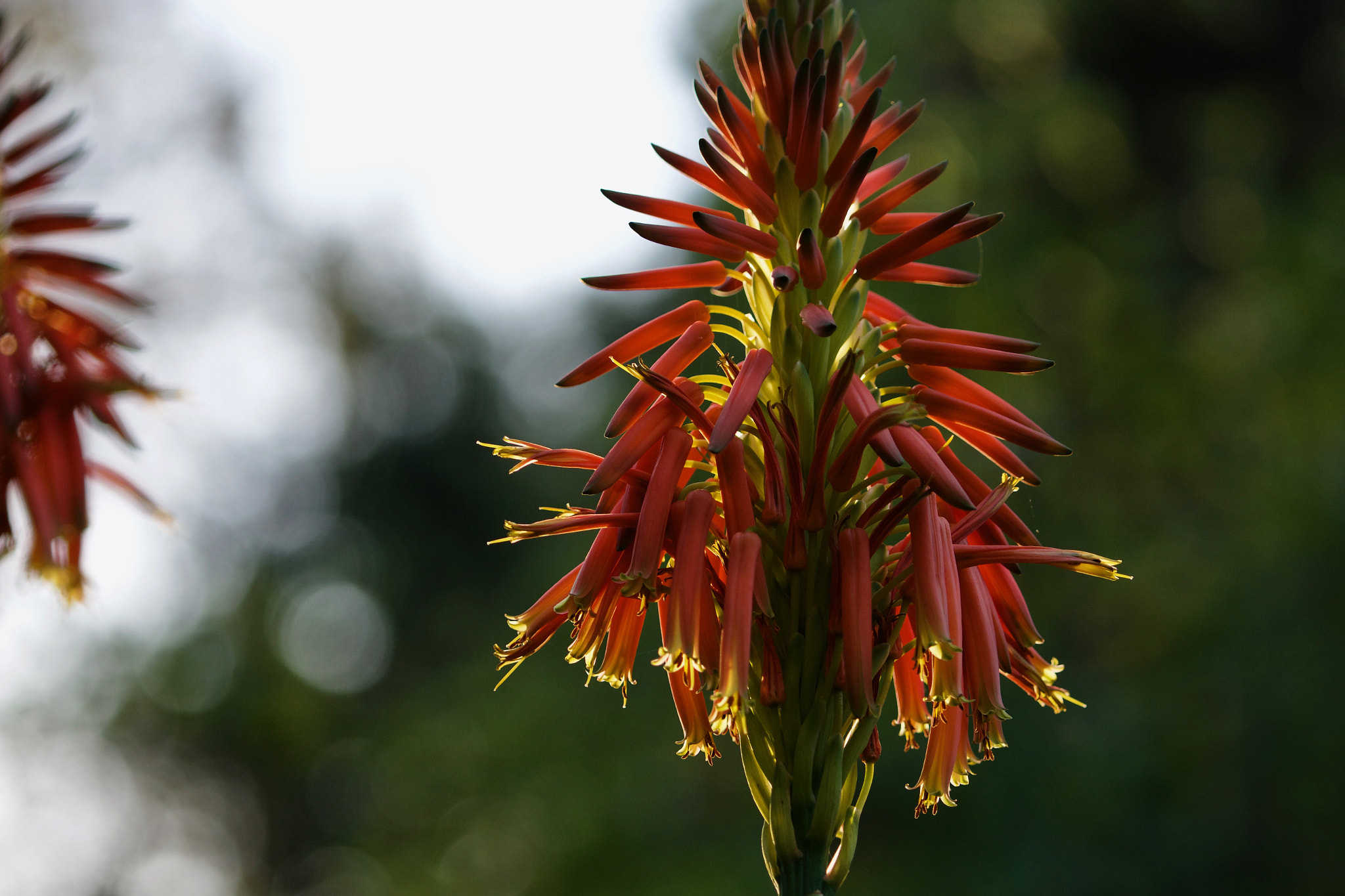 Sony a6000 + Sony FE 70-200mm F4 G OSS sample photo. Aloe vera flower photography