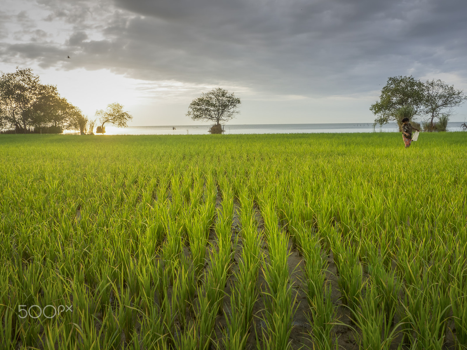 Olympus OM-D E-M10 sample photo. Yellow field from thai farmer photography