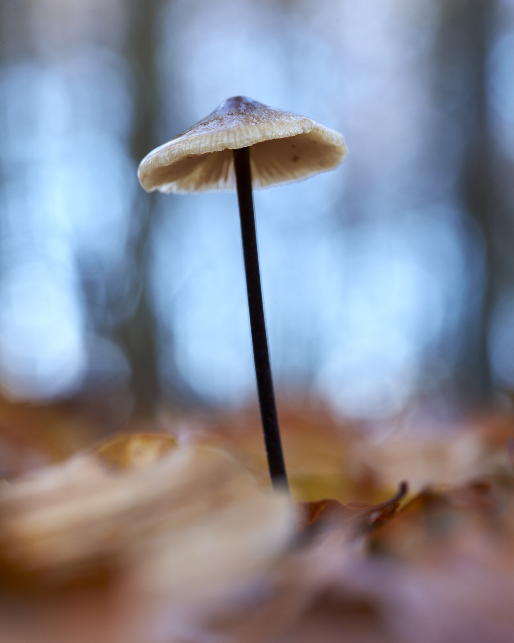 Sigma 105mm F2.8 EX DG OS HSM sample photo. Mushroom photography