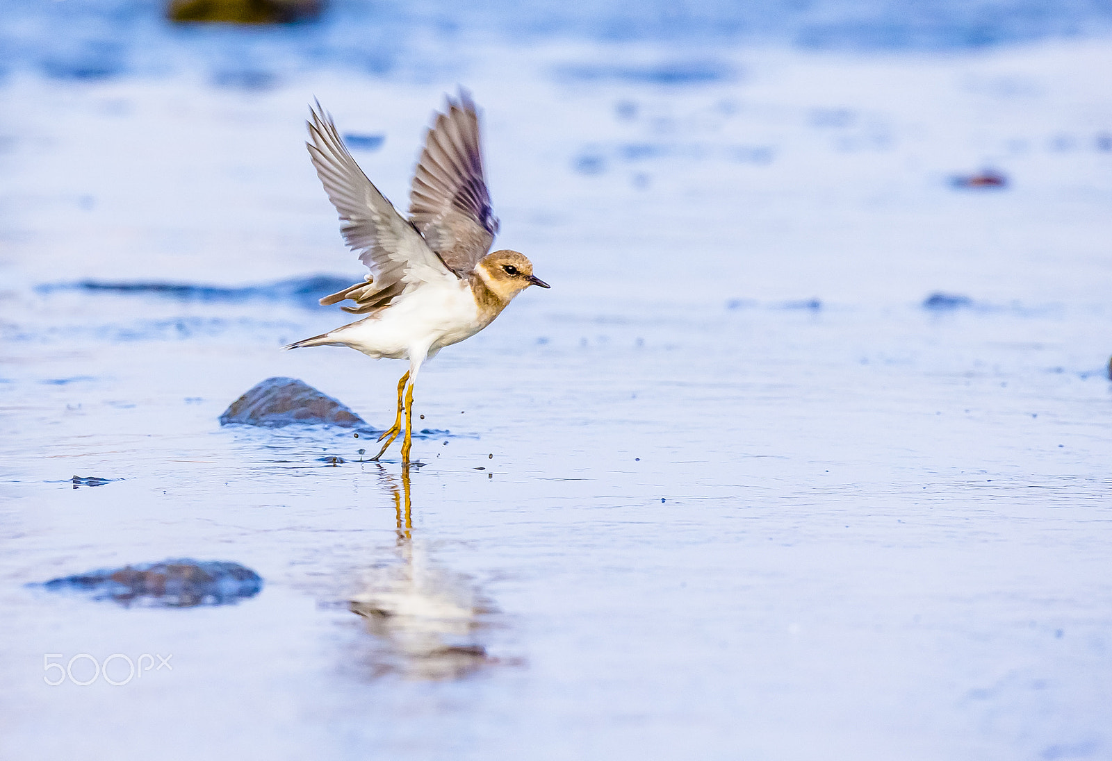 Canon EOS-1D X sample photo. Flying photography