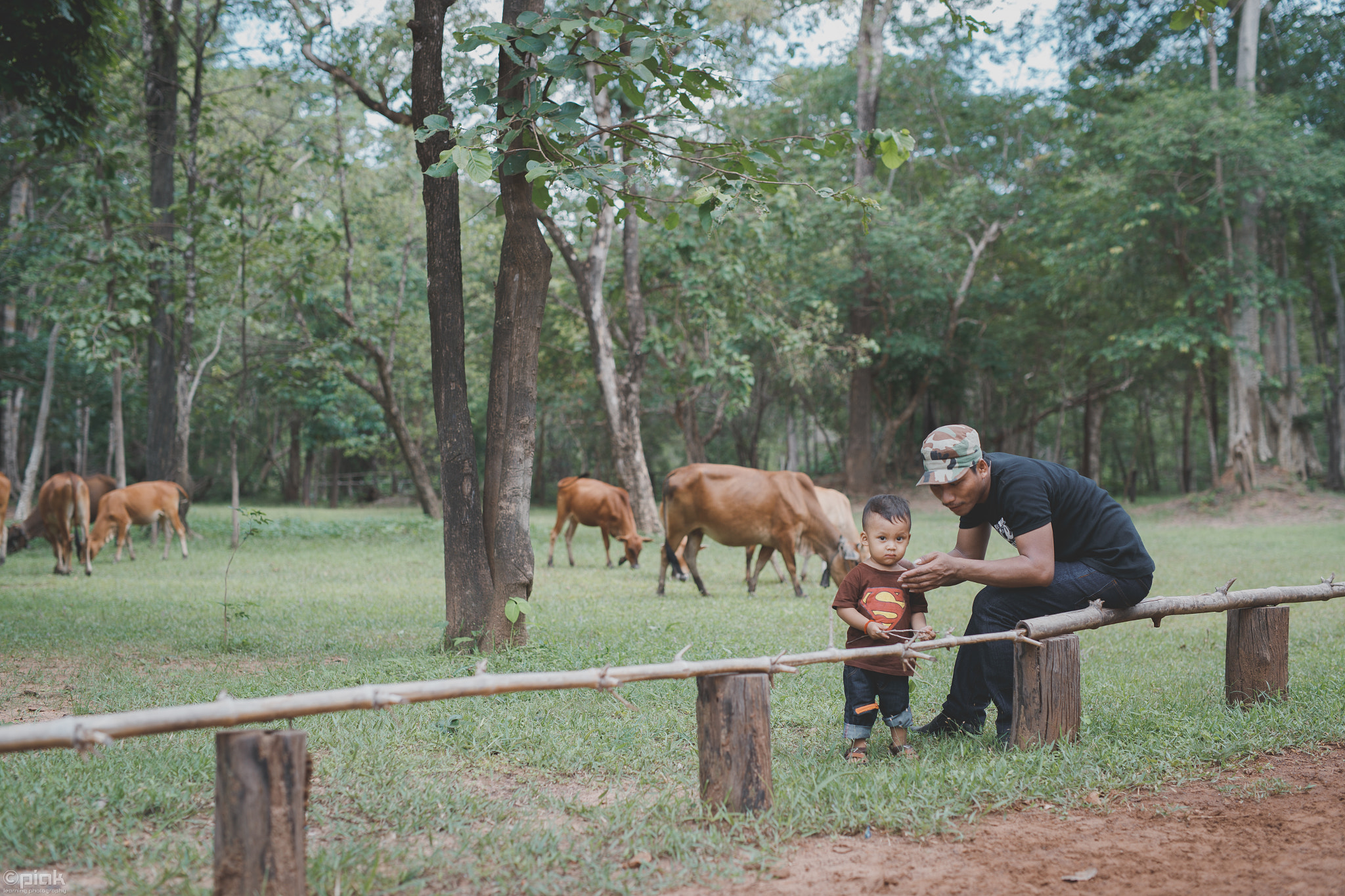 Sigma 50mm F1.4 EX DG HSM sample photo. Daddy son and cattles photography