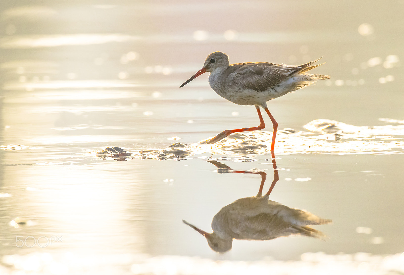 Canon EF 800mm F5.6L IS USM sample photo. Red legs photography