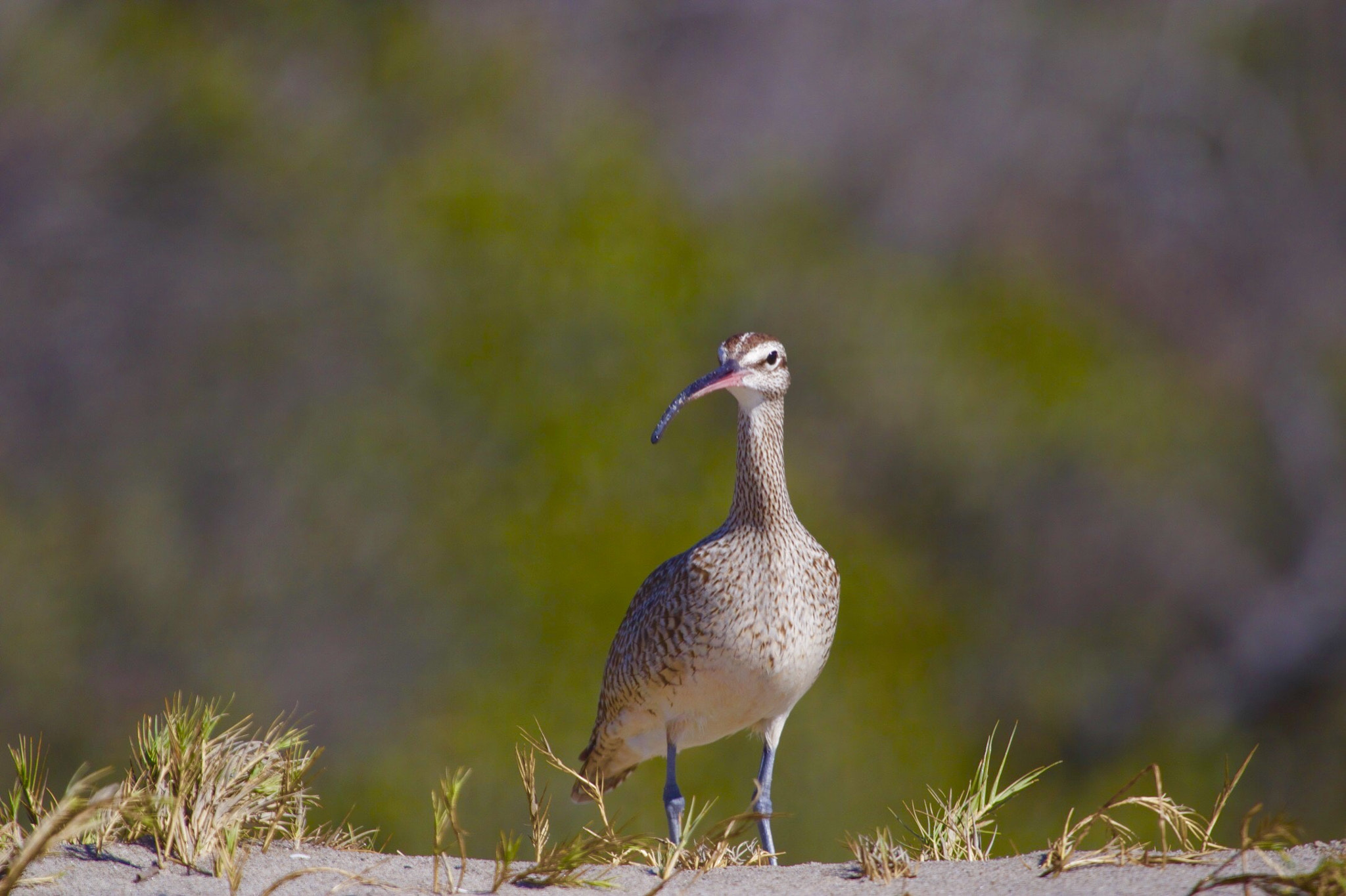 Canon EF 100-400mm F4.5-5.6L IS USM sample photo