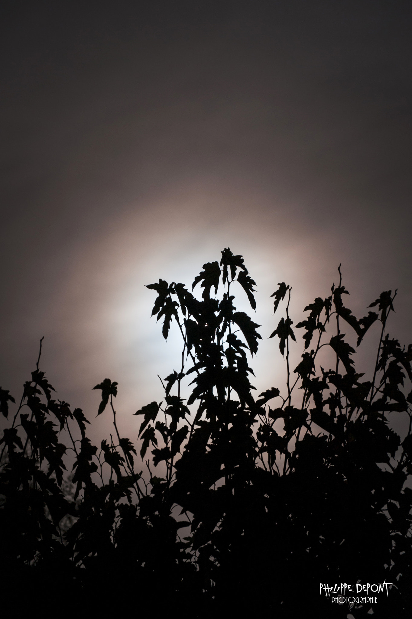 Nikon D3 sample photo. The hidden moon photography