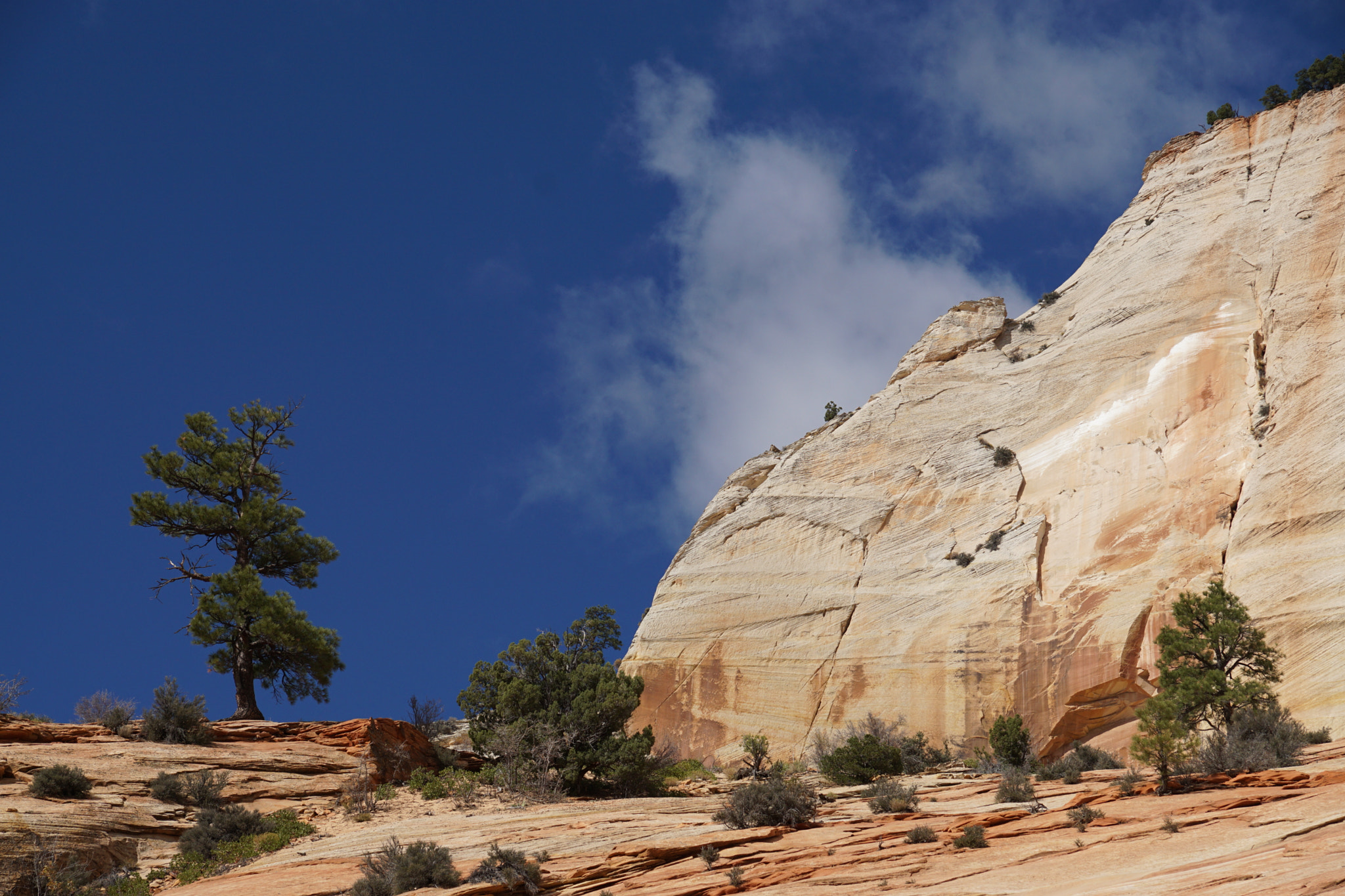 Sony ILCA-77M2 sample photo. Zion photography