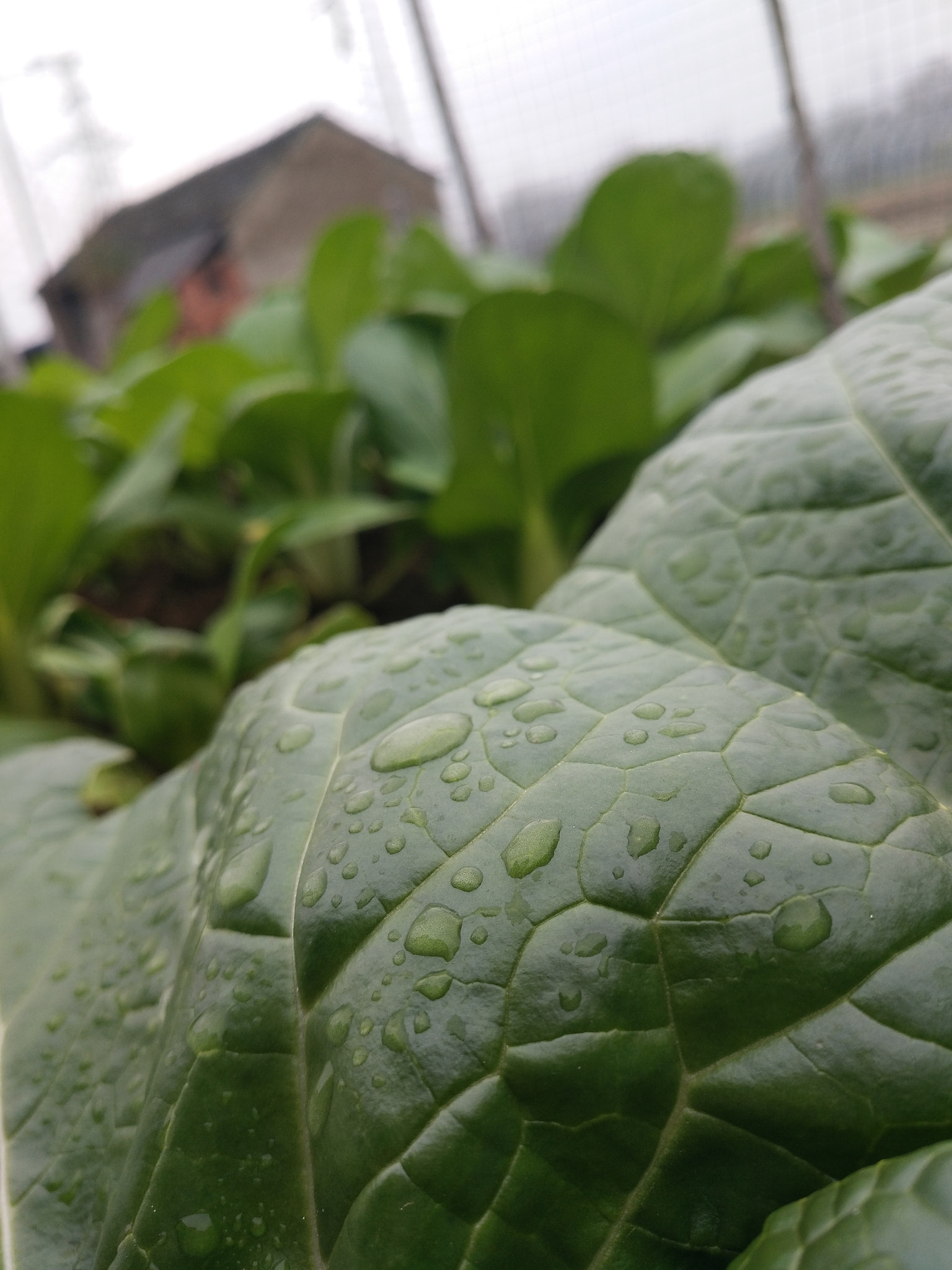 vivo X7PLUS sample photo. 阴雨天☔的下午    早上的杰作 photography