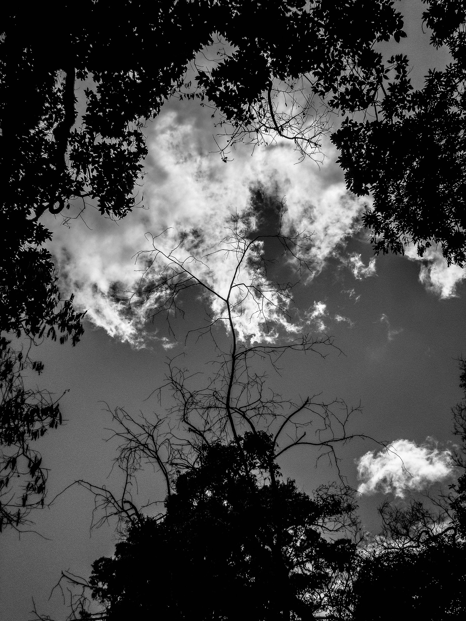 Olympus VG160,X990,D745 sample photo. Dry tree in the sky photography
