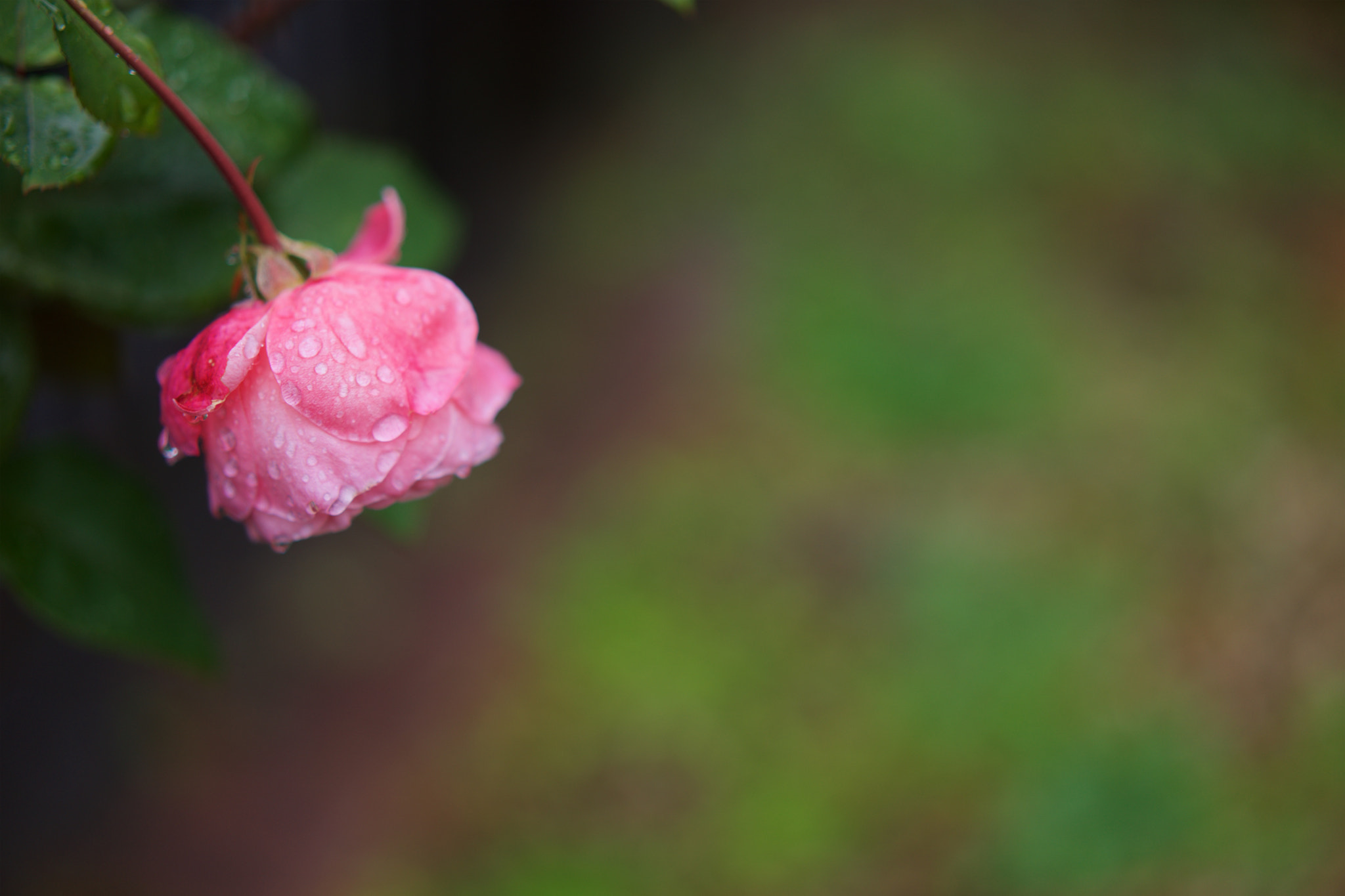 Sony a7 + Sony Sonnar T* FE 55mm F1.8 ZA sample photo. Flowers 4157 photography