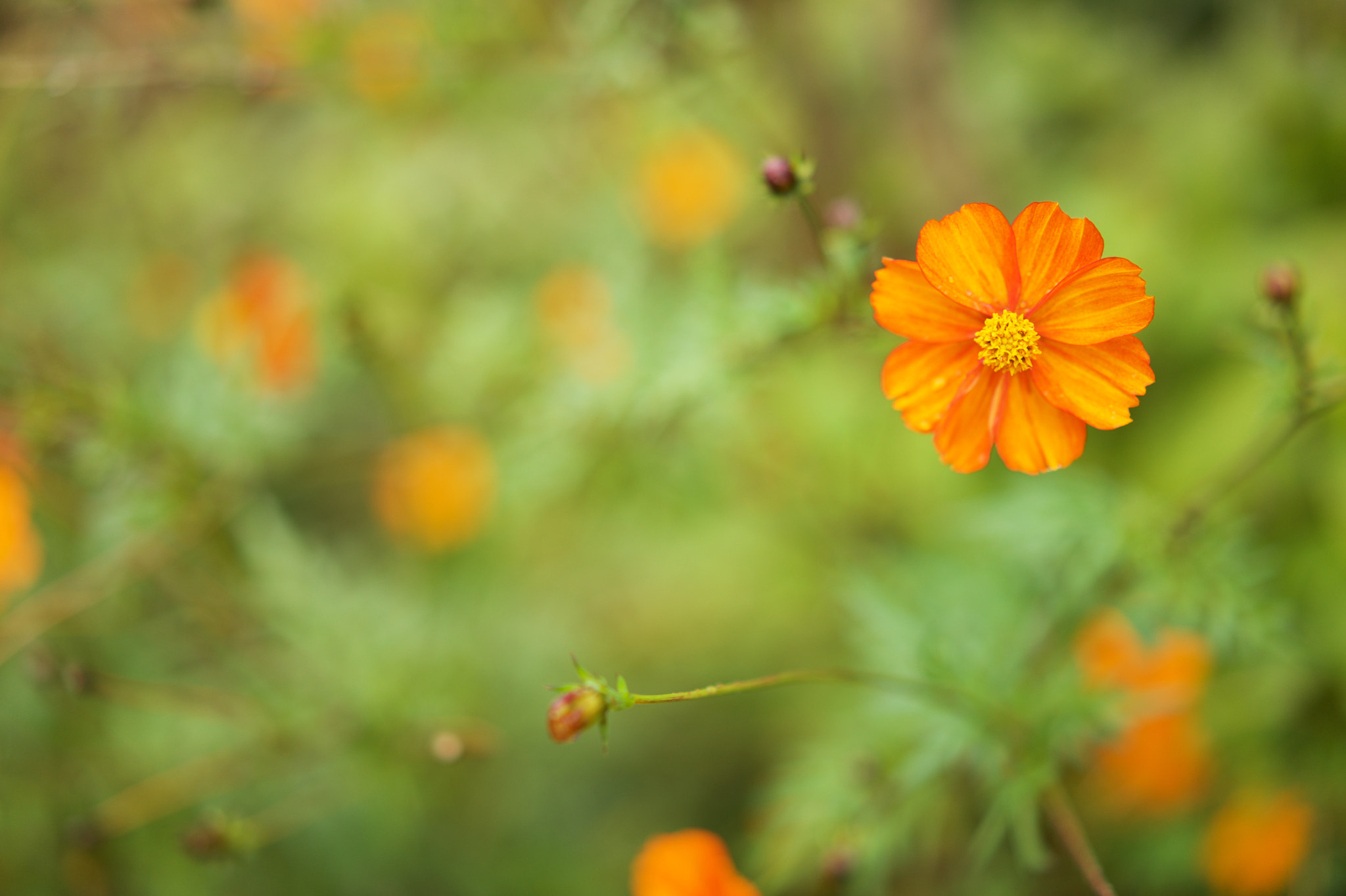 Sony a7 + Sony Sonnar T* FE 55mm F1.8 ZA sample photo. Flowers 4158 photography