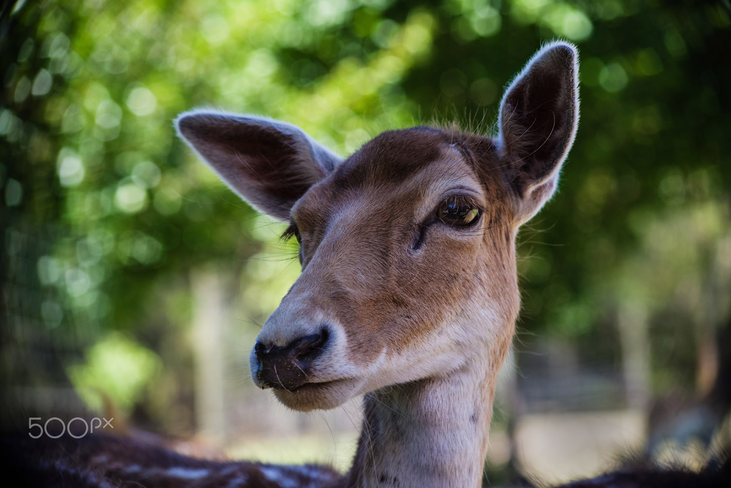 HD Pentax DA 55-300mm F4.0-5.8 ED WR sample photo. European fallow deer photography