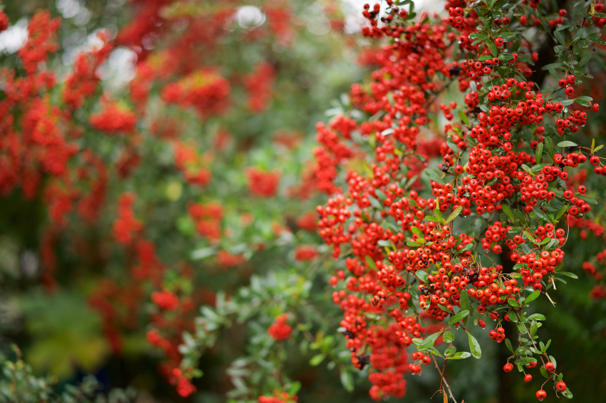 Sony a7 + Sony Sonnar T* FE 55mm F1.8 ZA sample photo. Flowers 4159 photography