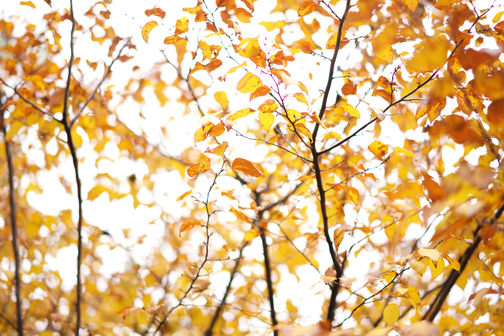Sony a7 + Sony Sonnar T* FE 55mm F1.8 ZA sample photo. Leaves 437 photography