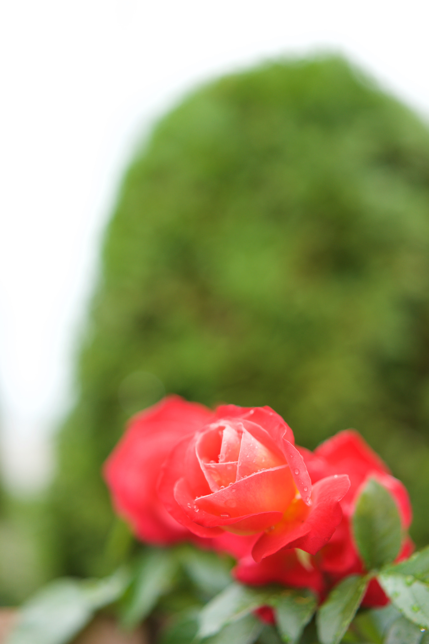 Sony a7 + Sony Sonnar T* FE 55mm F1.8 ZA sample photo. Flowers 4161 photography