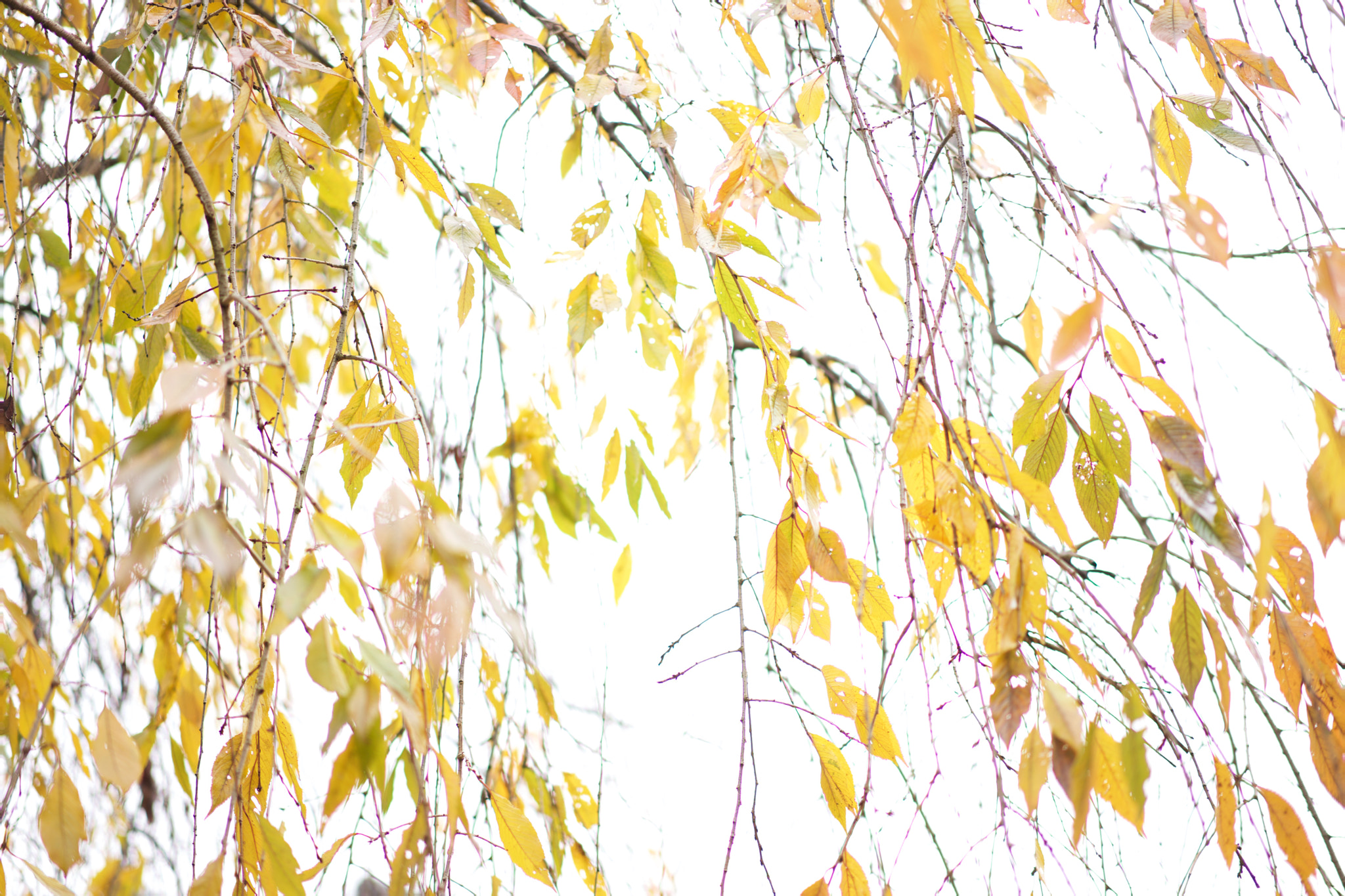 Sony a7 + Sony Sonnar T* FE 55mm F1.8 ZA sample photo. Leaves 438 photography
