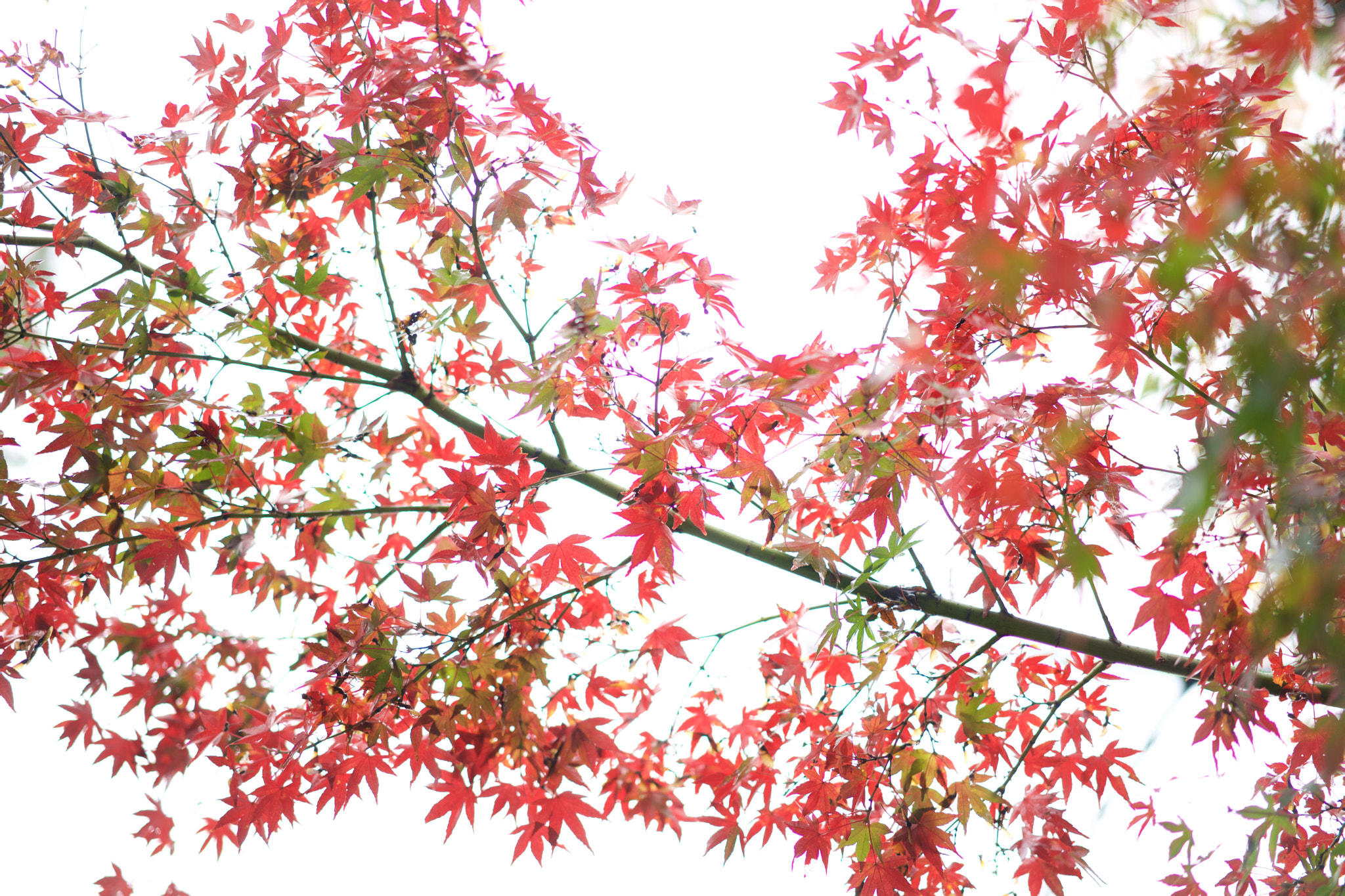Sony Sonnar T* FE 55mm F1.8 ZA sample photo. Leaves 440 photography