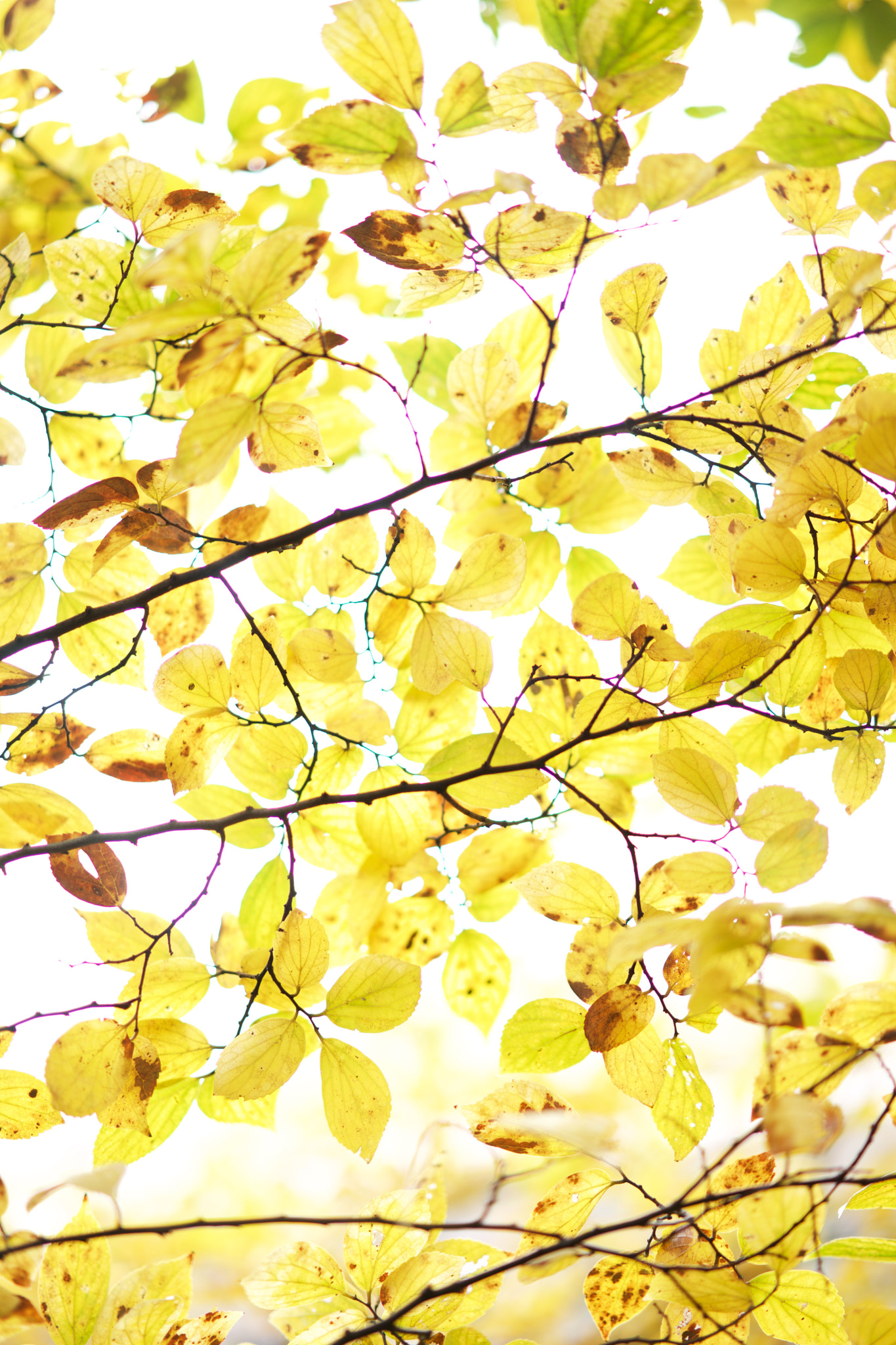 Sony a7 + Sony Sonnar T* FE 55mm F1.8 ZA sample photo. Leaves 442 photography