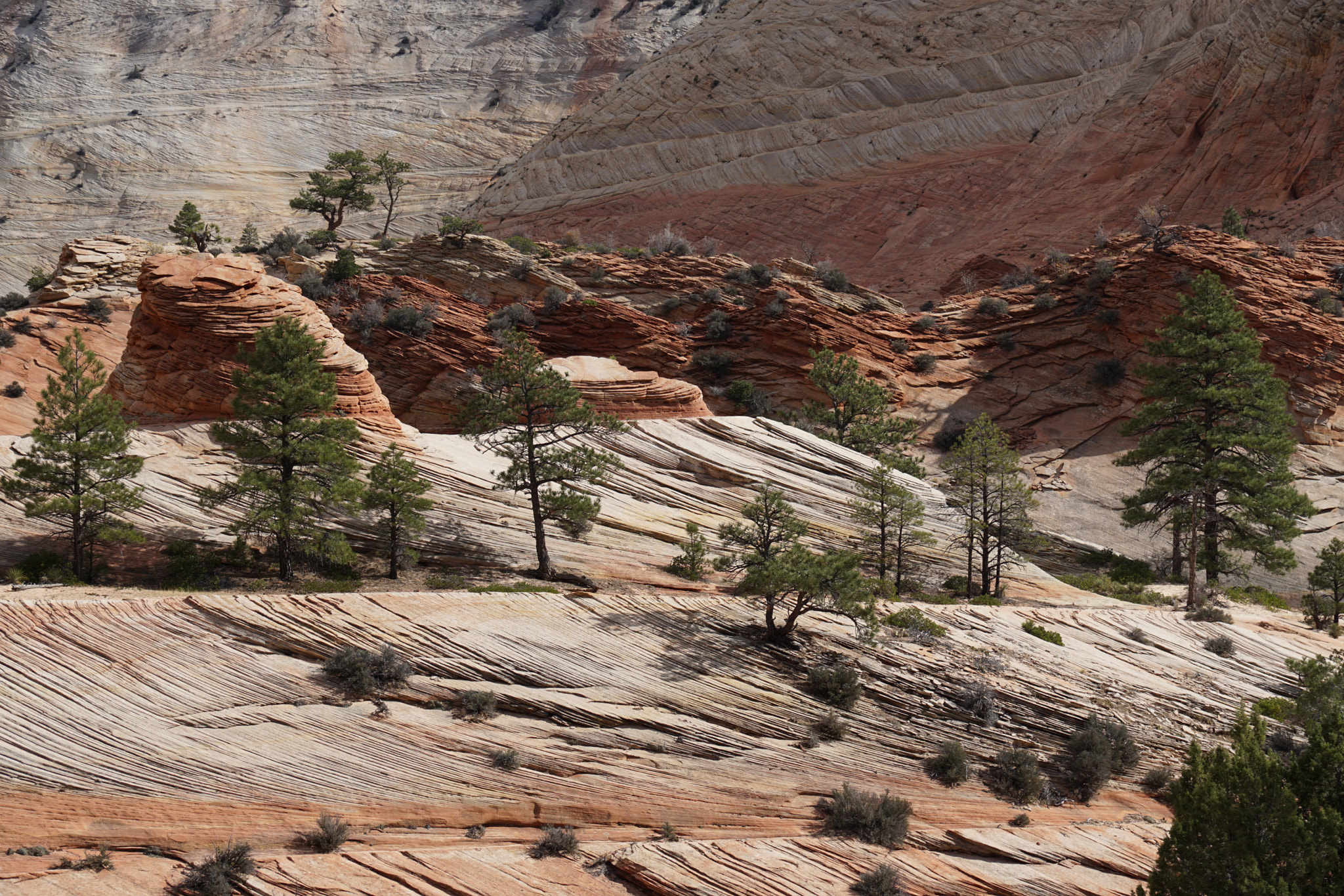 Sony ILCA-77M2 sample photo. Zion national park photography