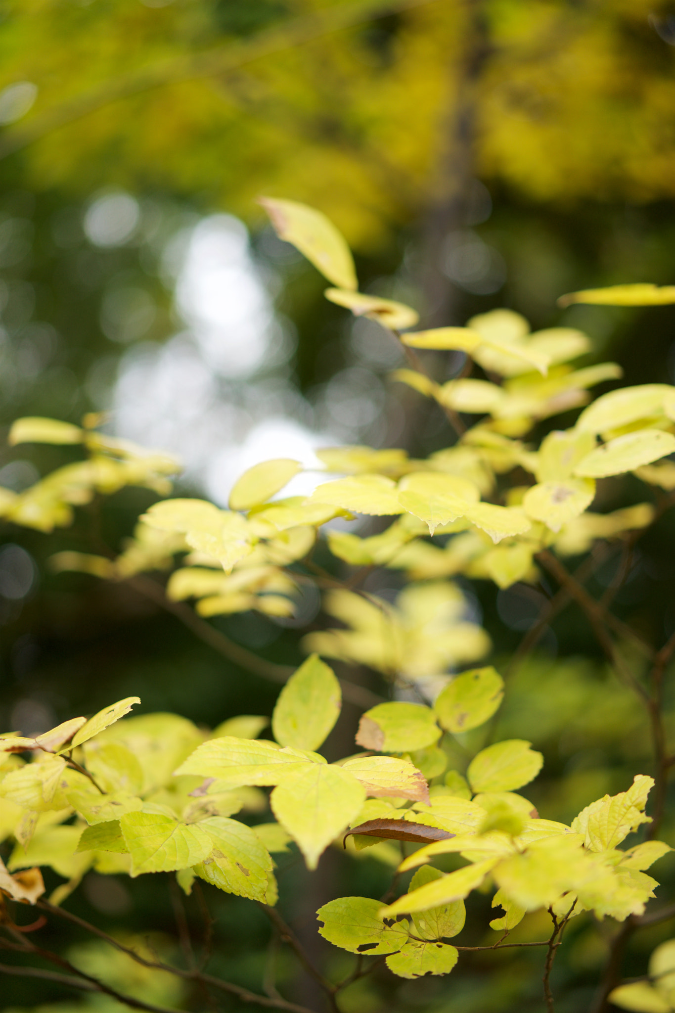 Sony a7 + Sony Sonnar T* FE 55mm F1.8 ZA sample photo. Leaves 443 photography