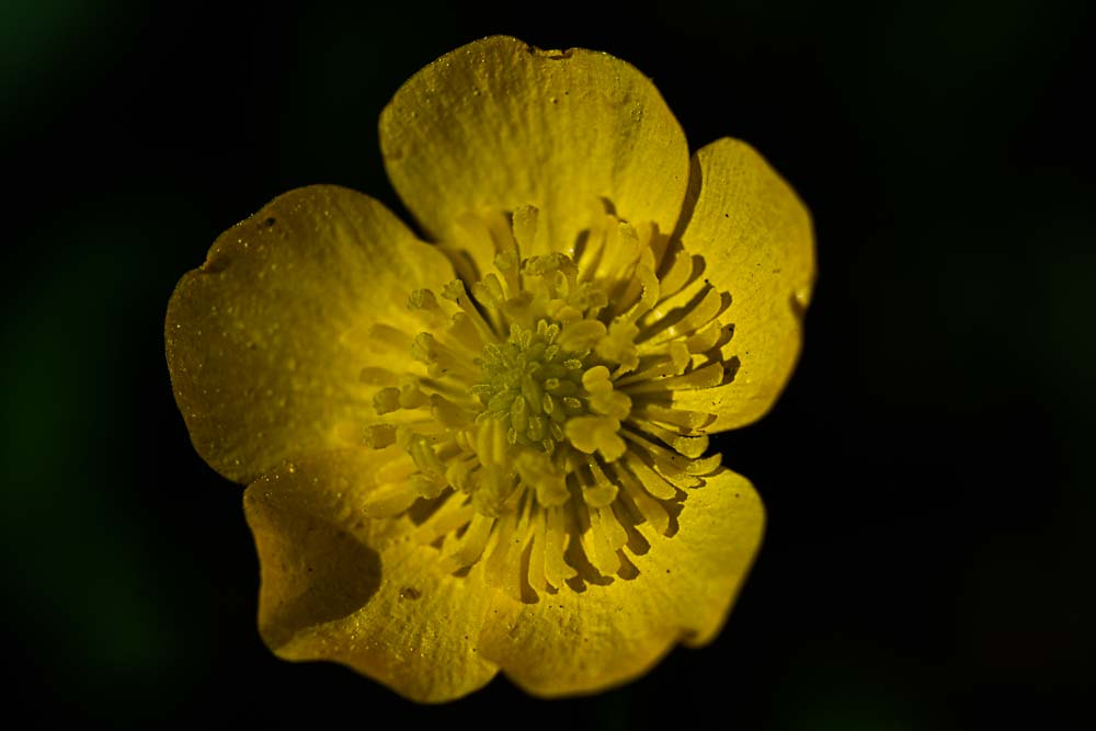 Nikon AF Micro-Nikkor 60mm F2.8D sample photo. Spring flower photography