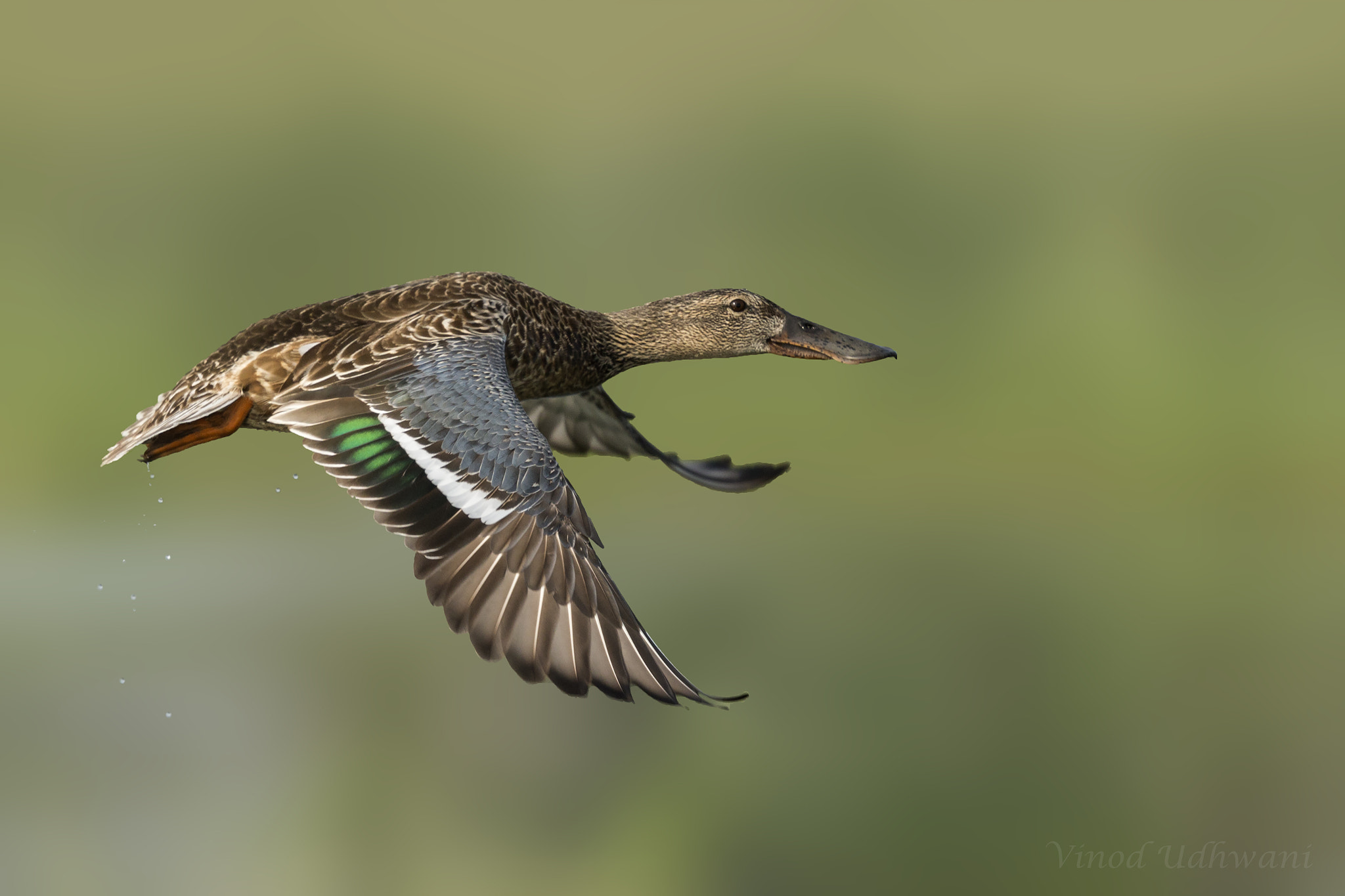 Canon EF 500mm F4L IS II USM sample photo. Northern shoveler photography