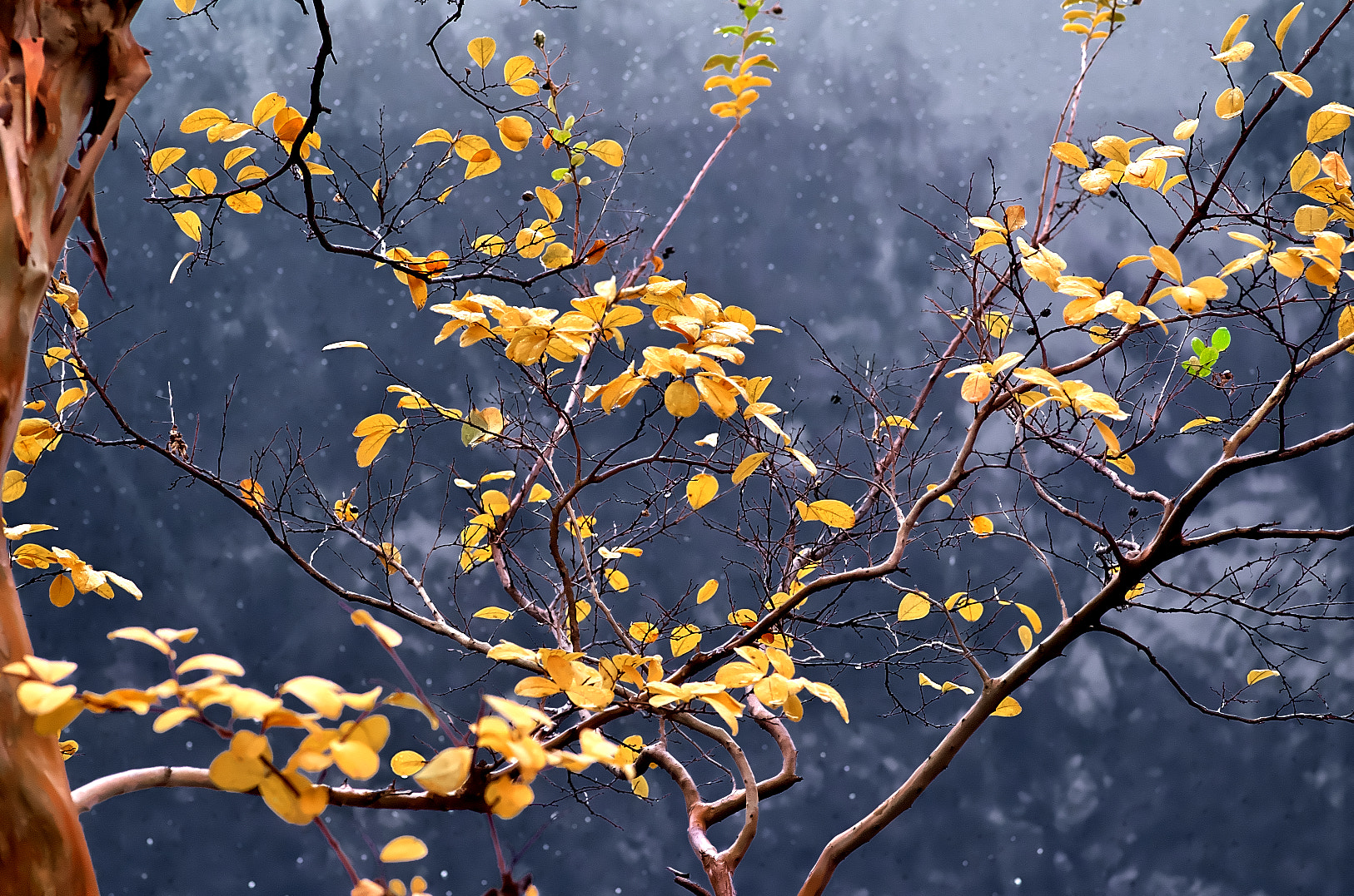 Pentax K-50 + Pentax smc D-FA 100mm F2.8 Macro WR sample photo. Yellow leaves photography