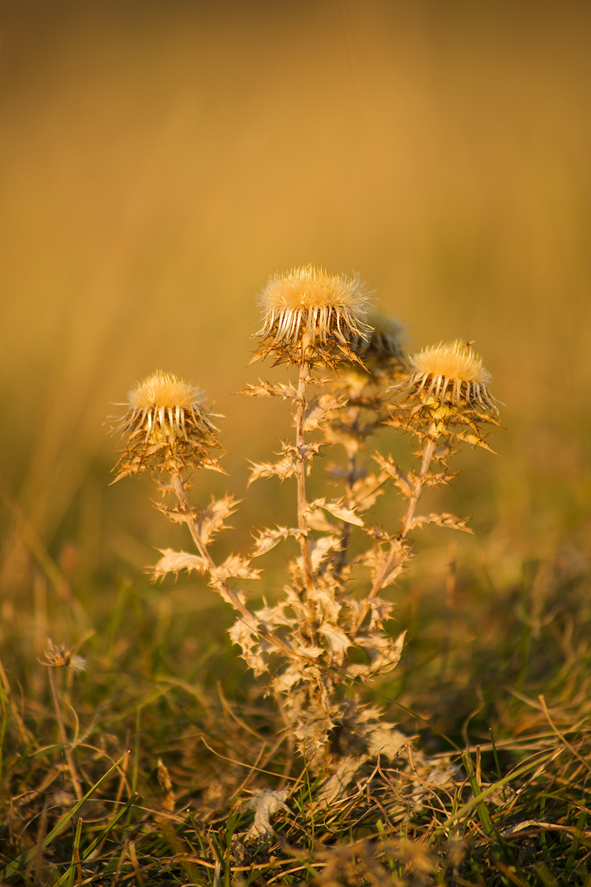 Sony 75-300mm F4.5-5.6 sample photo. Autumn close-up photography