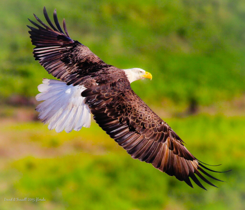 Canon EOS 600D (Rebel EOS T3i / EOS Kiss X5) + Canon EF 400mm F5.6L USM sample photo. Bald eagle photography