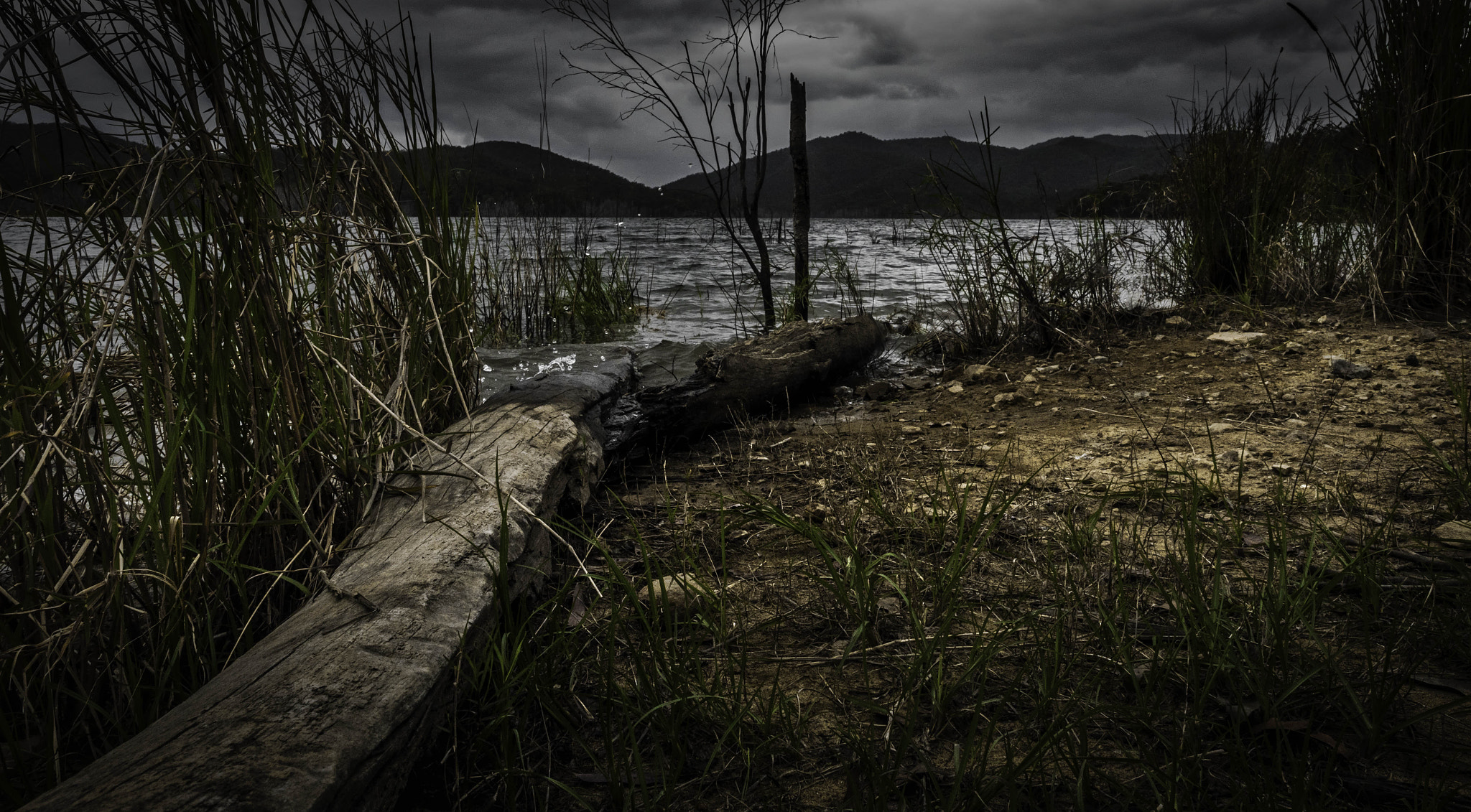 Panasonic Lumix DMC-GX8 + Olympus M.Zuiko Digital ED 12-40mm F2.8 Pro sample photo. Rocking log photography