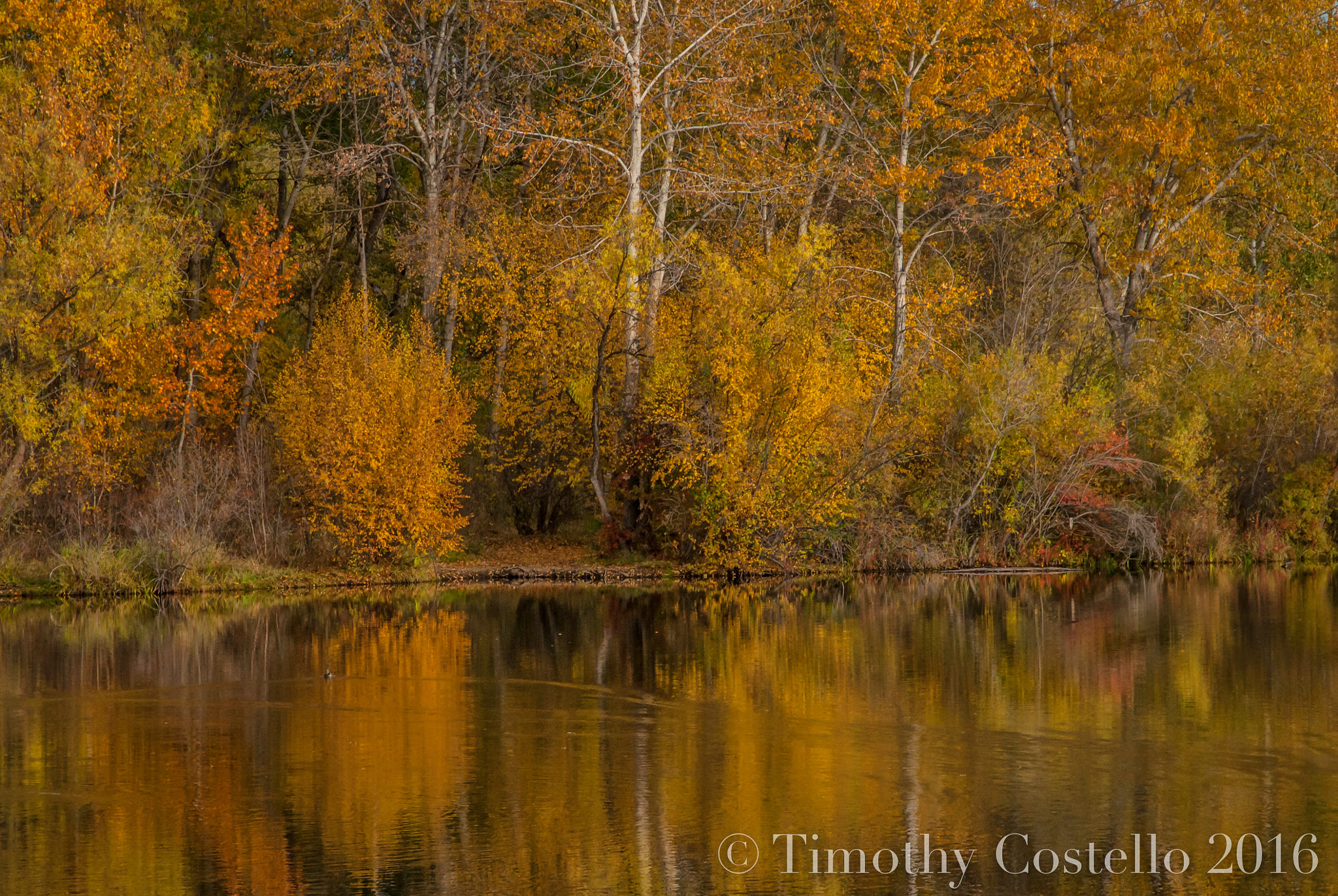 Nikon D300 sample photo. Autumn in boise photography