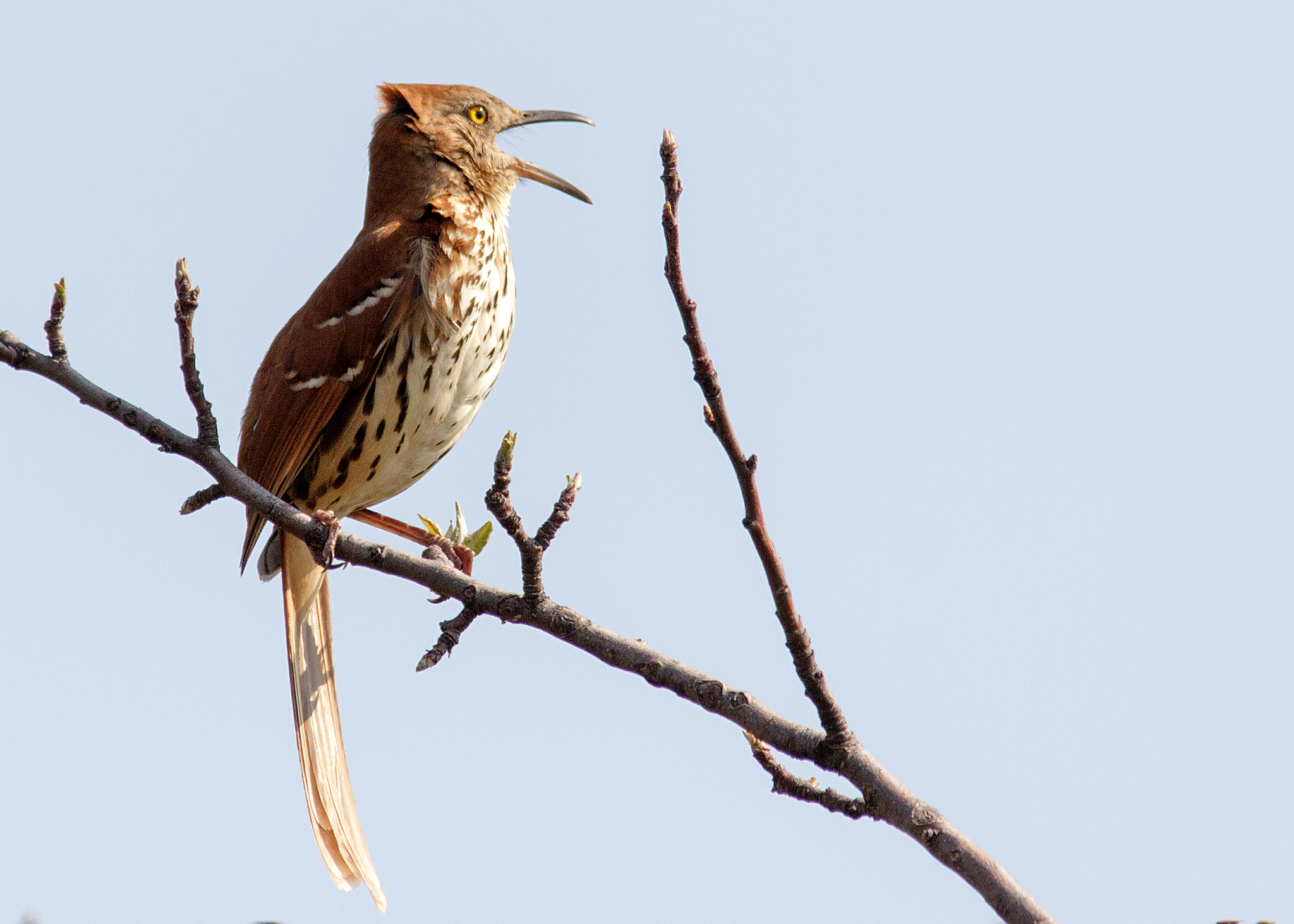 Canon EOS 60D + Sigma 150-500mm F5-6.3 DG OS HSM sample photo. Brown thrasher photography