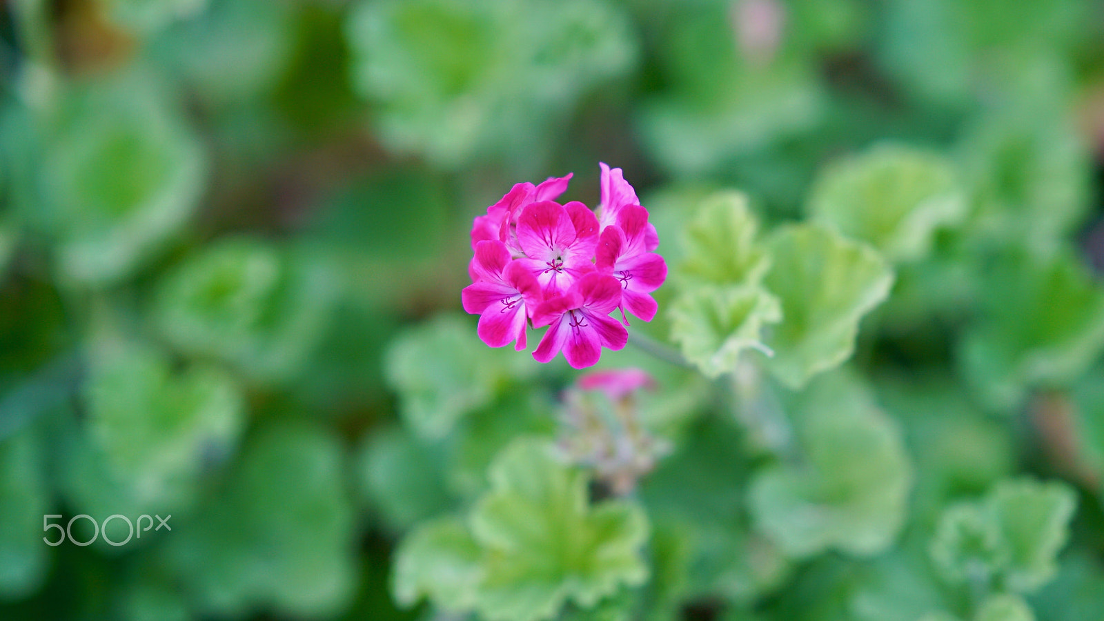 Sony FE 85mm F1.4 GM sample photo. Face in the crowd photography