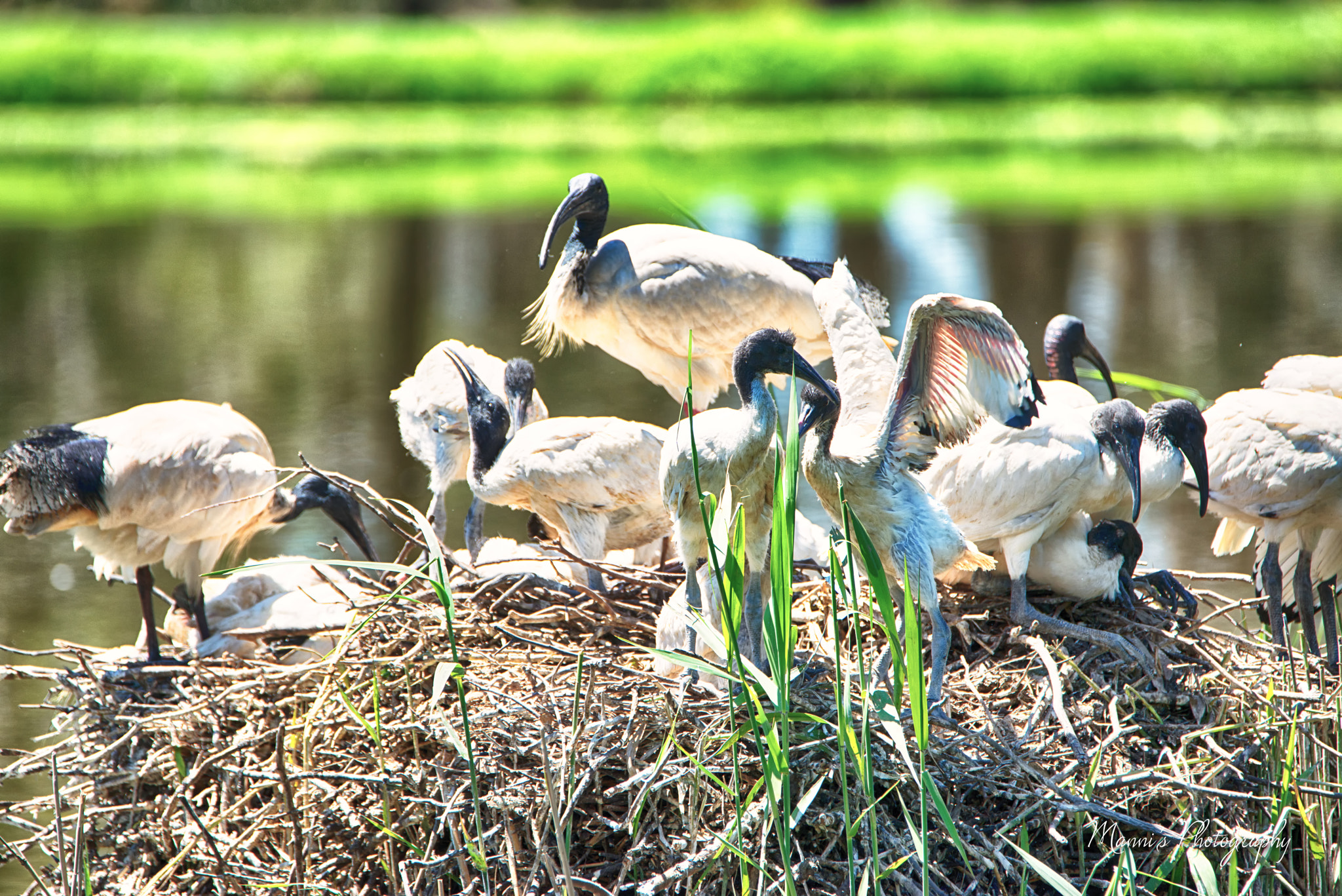 Nikon D800 sample photo. Ibiz nest photography