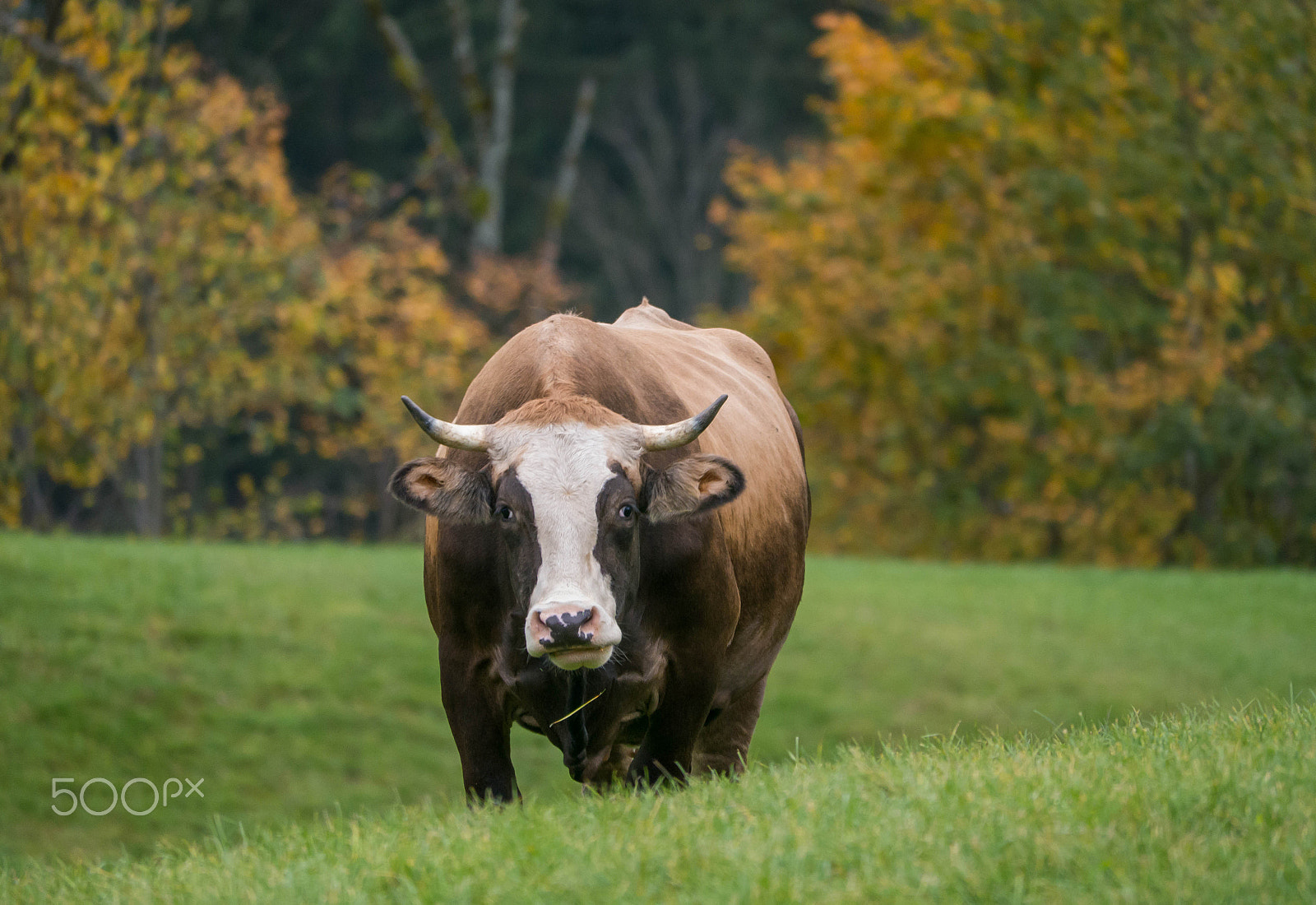 Panasonic Lumix DMC-G5 sample photo. Autumn cow photography