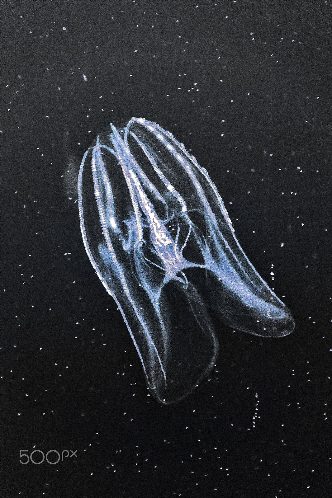 Sigma 18-250mm F3.5-6.3 DC OS HSM sample photo. Jellyfish photography