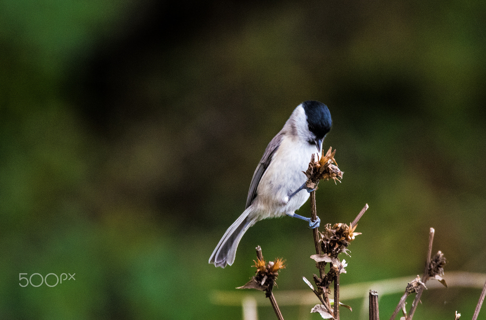 Nikon D3200 sample photo. Marsh tit (poecile palustris) photography