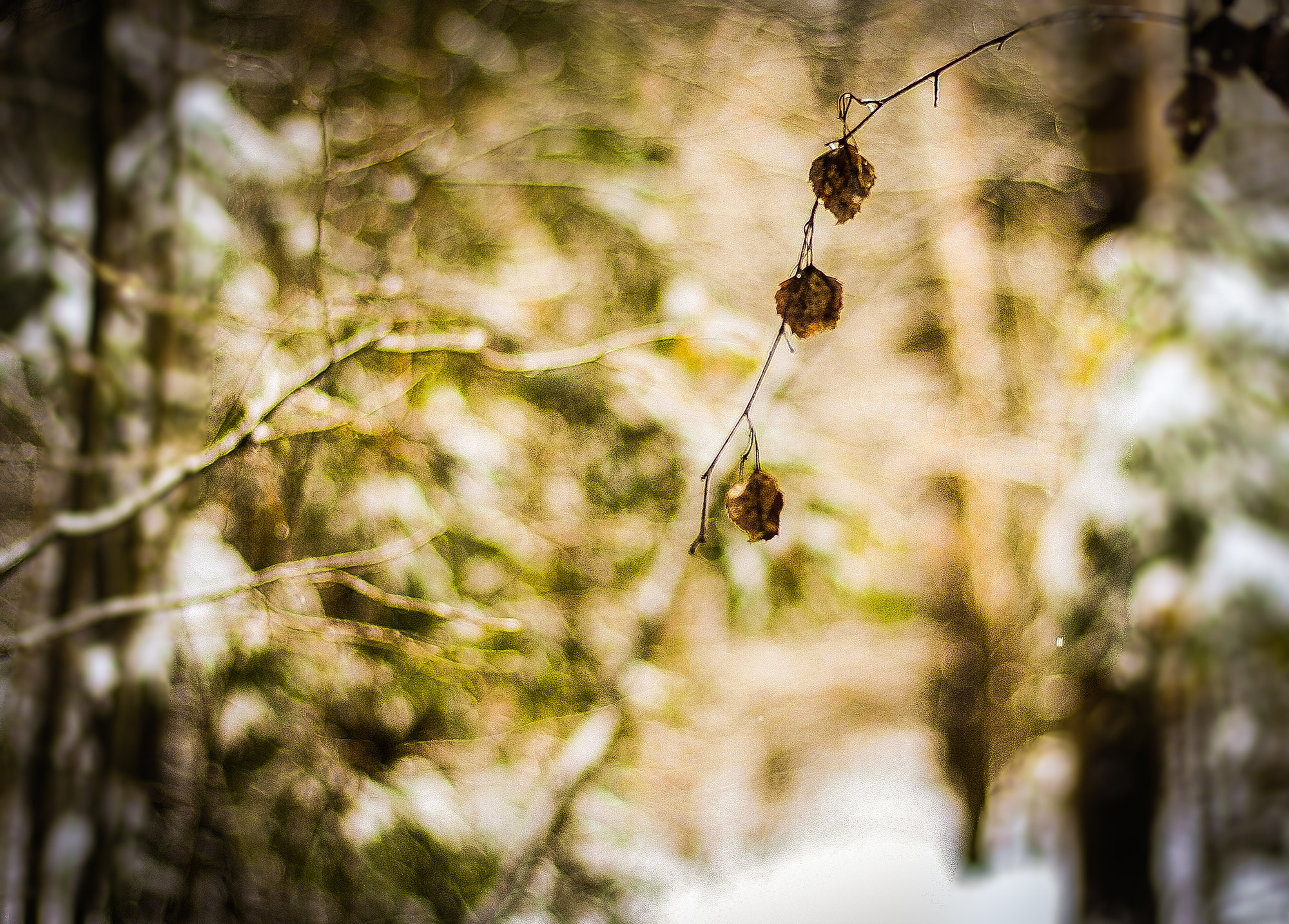 Canon EOS 40D + Canon EF 50mm F1.8 STM sample photo. Ранняя зима photography