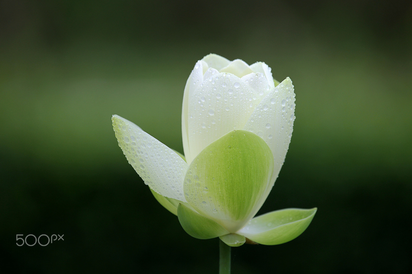 Canon EOS-1D Mark IV sample photo. Flower-6 photography
