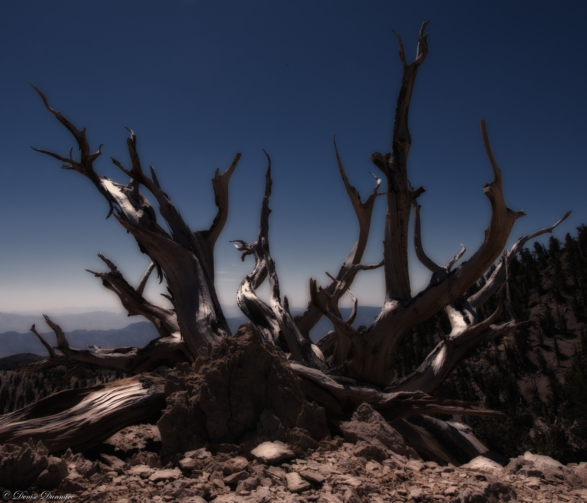 Nikon Df sample photo. Bristlecone pine photography