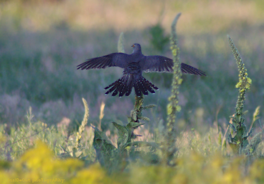 Canon EF 300mm F4L IS USM sample photo. Spring memory photography
