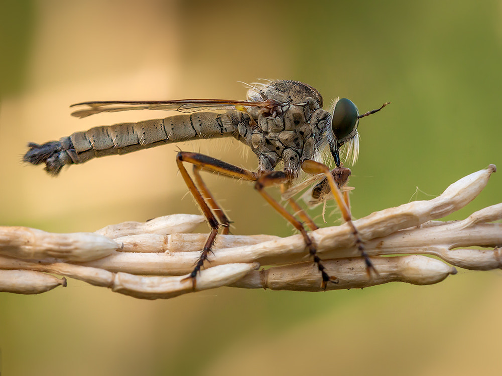 Canon EOS 40D + Canon EF 100mm F2.8L Macro IS USM sample photo. Asilidae & prey photography