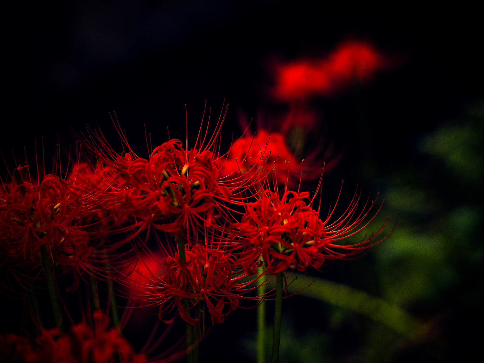 Leica APO-Summicron-M 90mm F2 ASPH sample photo